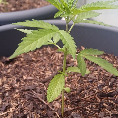 Sherbet Queen Automatic growlog timeline photo