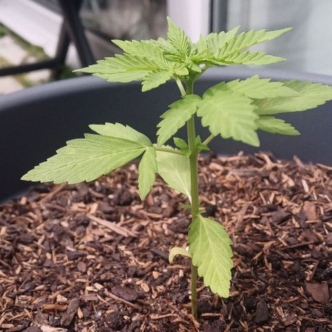Amnesia Haze Automatic growlog timeline photo