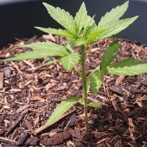 Bubble Kush Automatic growlog timeline photo