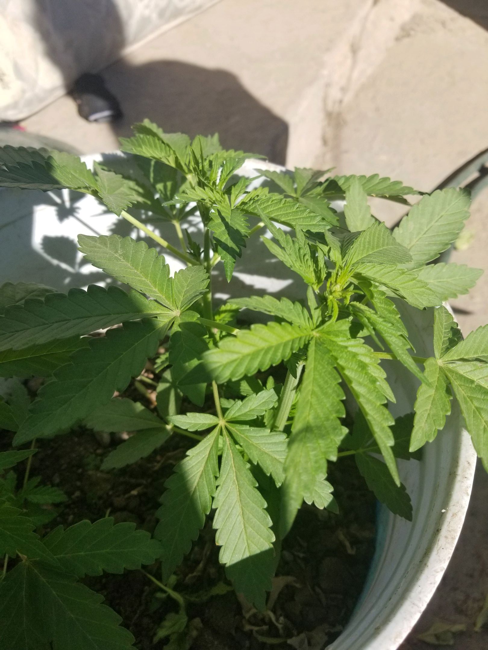 Mango Kush growlog header