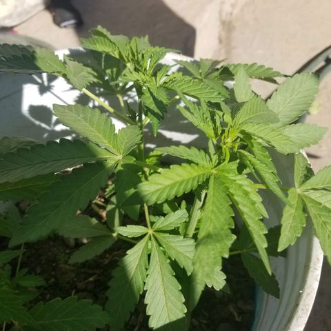Mango Kush growlog in Xd