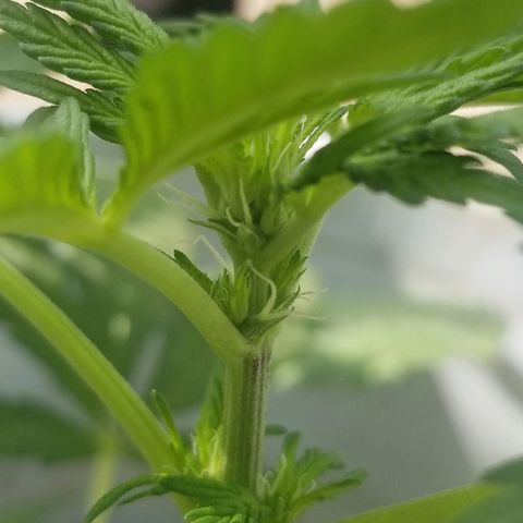 Mango Kush growlog photo