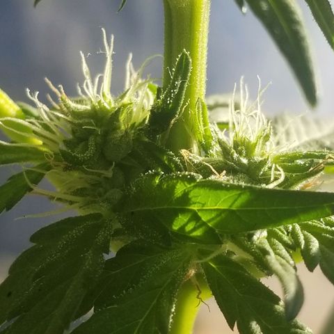 Mango Kush growlog photo