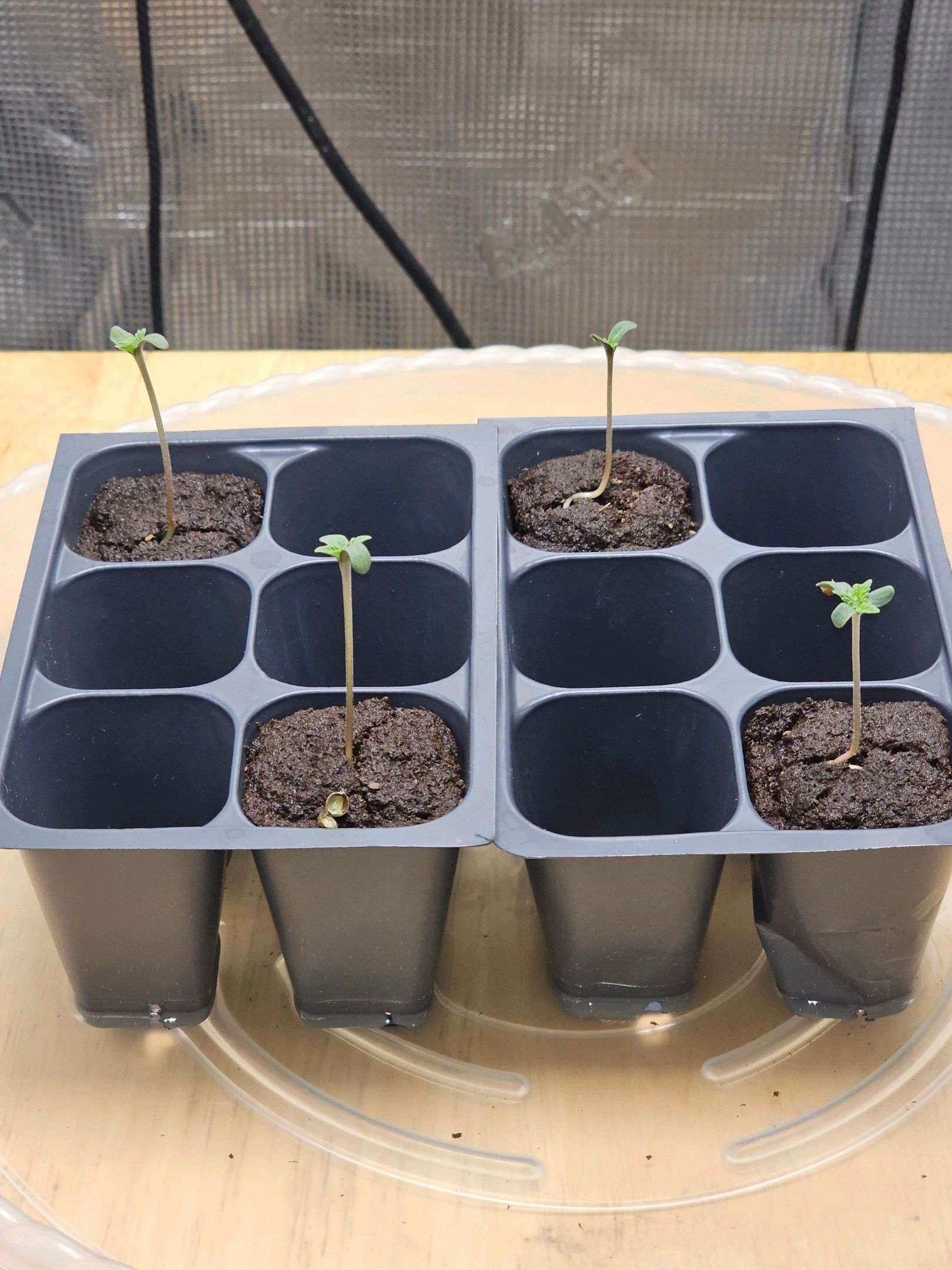 Rainbow candy #1 (LIT) growlog photo 1