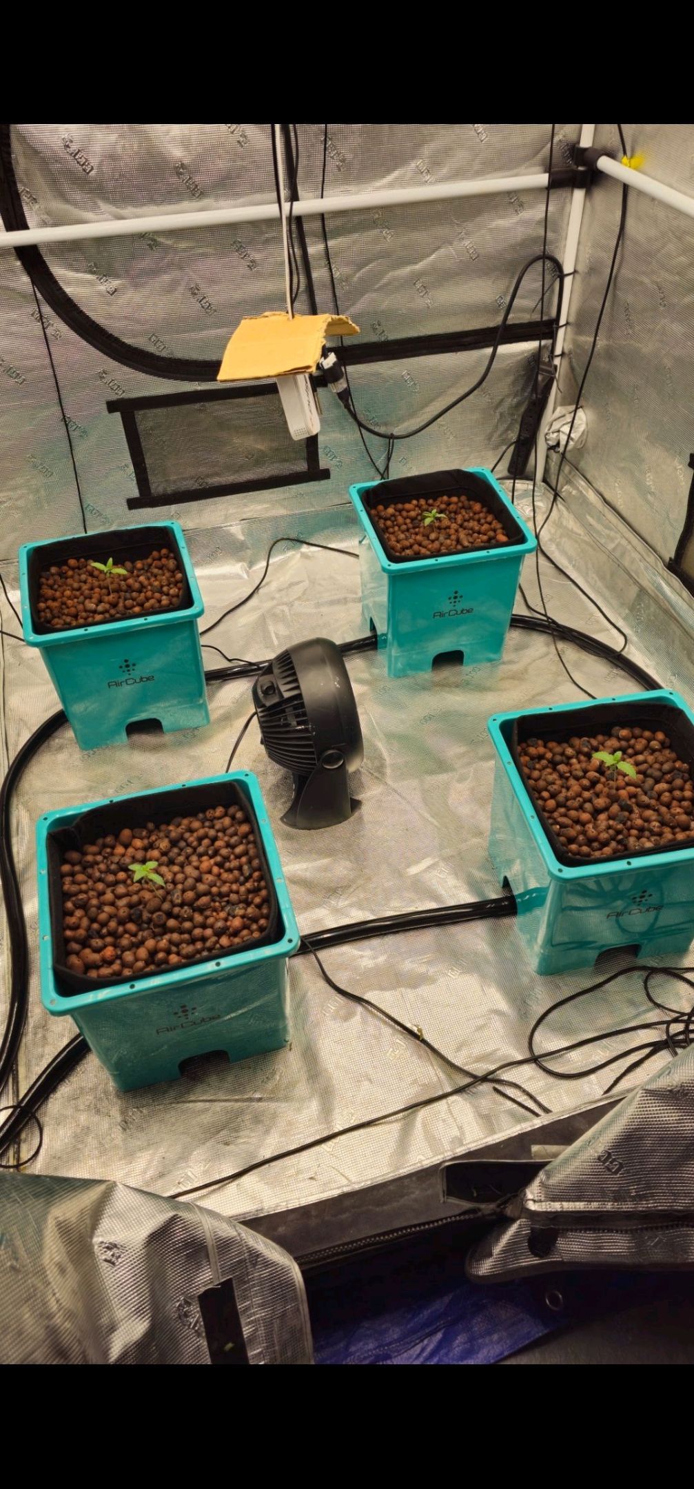 Rainbow candy #1 (LIT) growlog photo 5