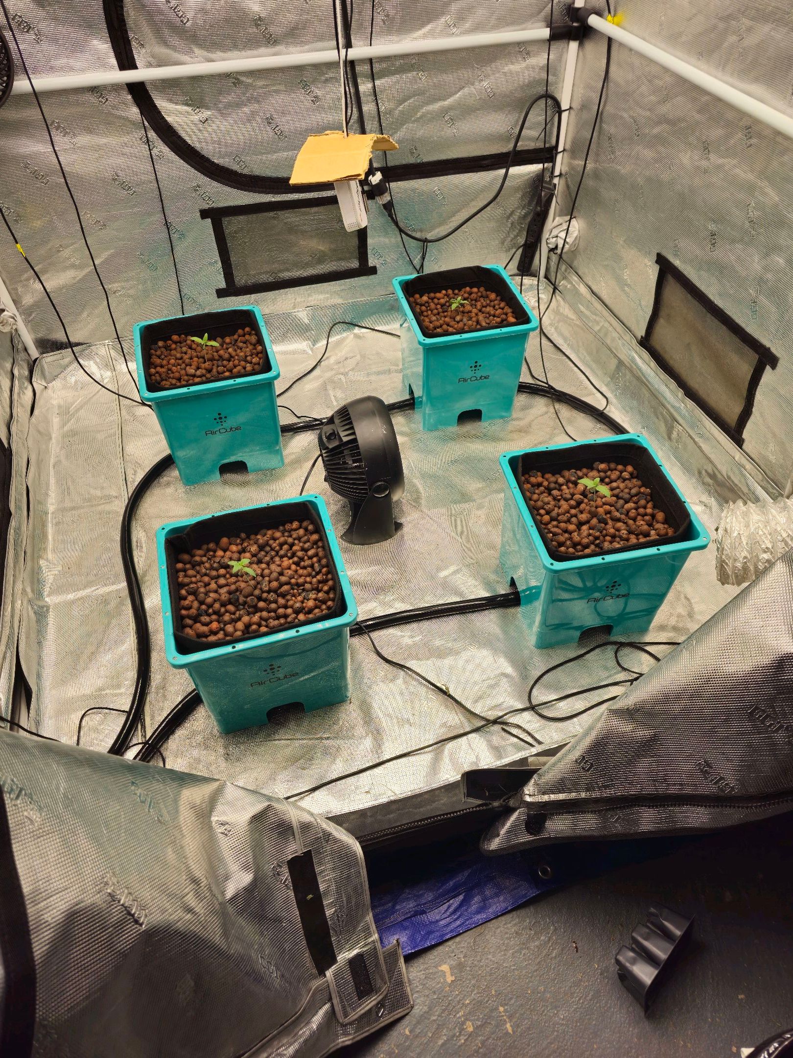 Ricky Bobby #2 (LIT) growlog photo 6