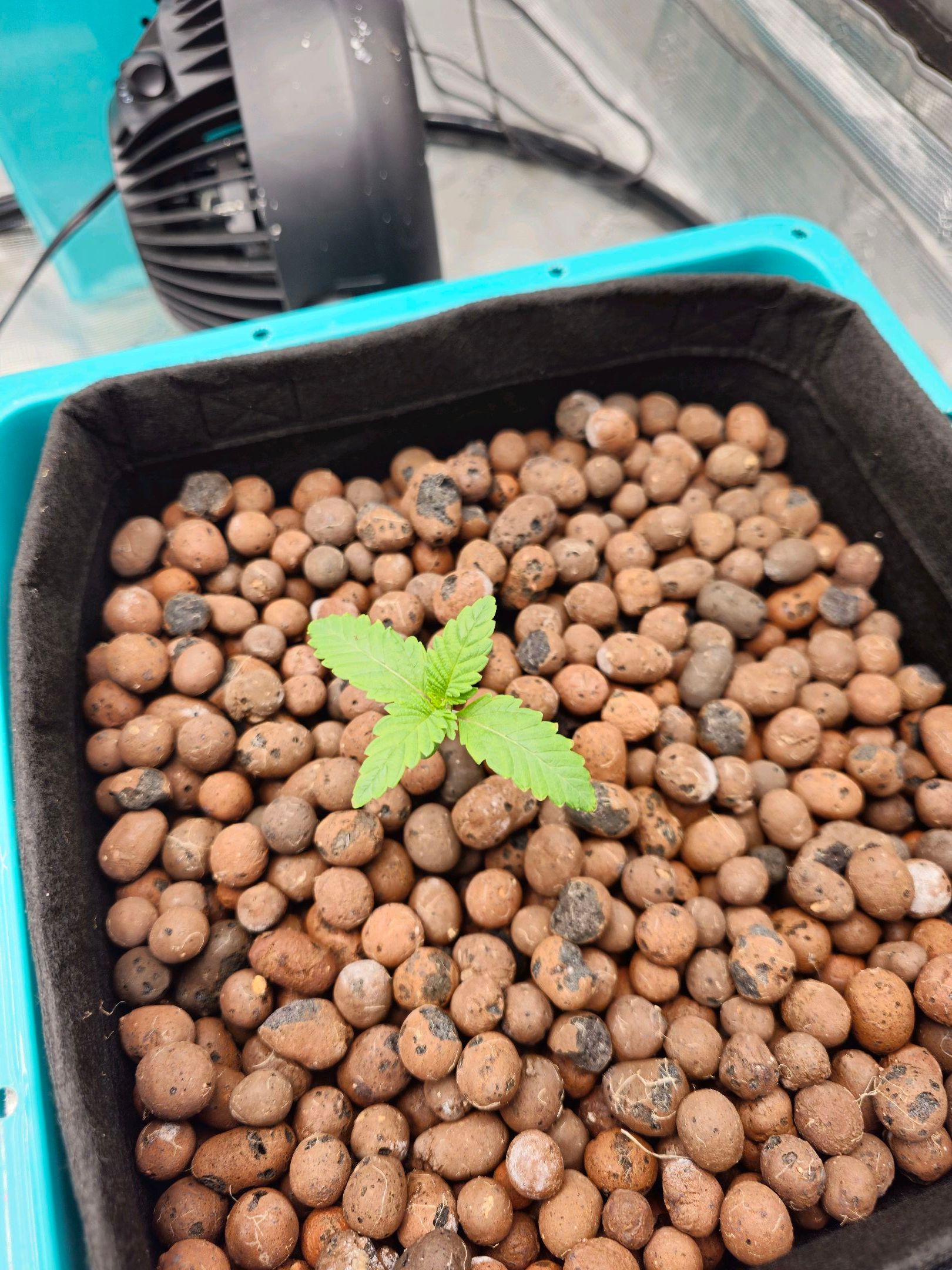 Rainbow candy #1 (LIT) growlog photo 8