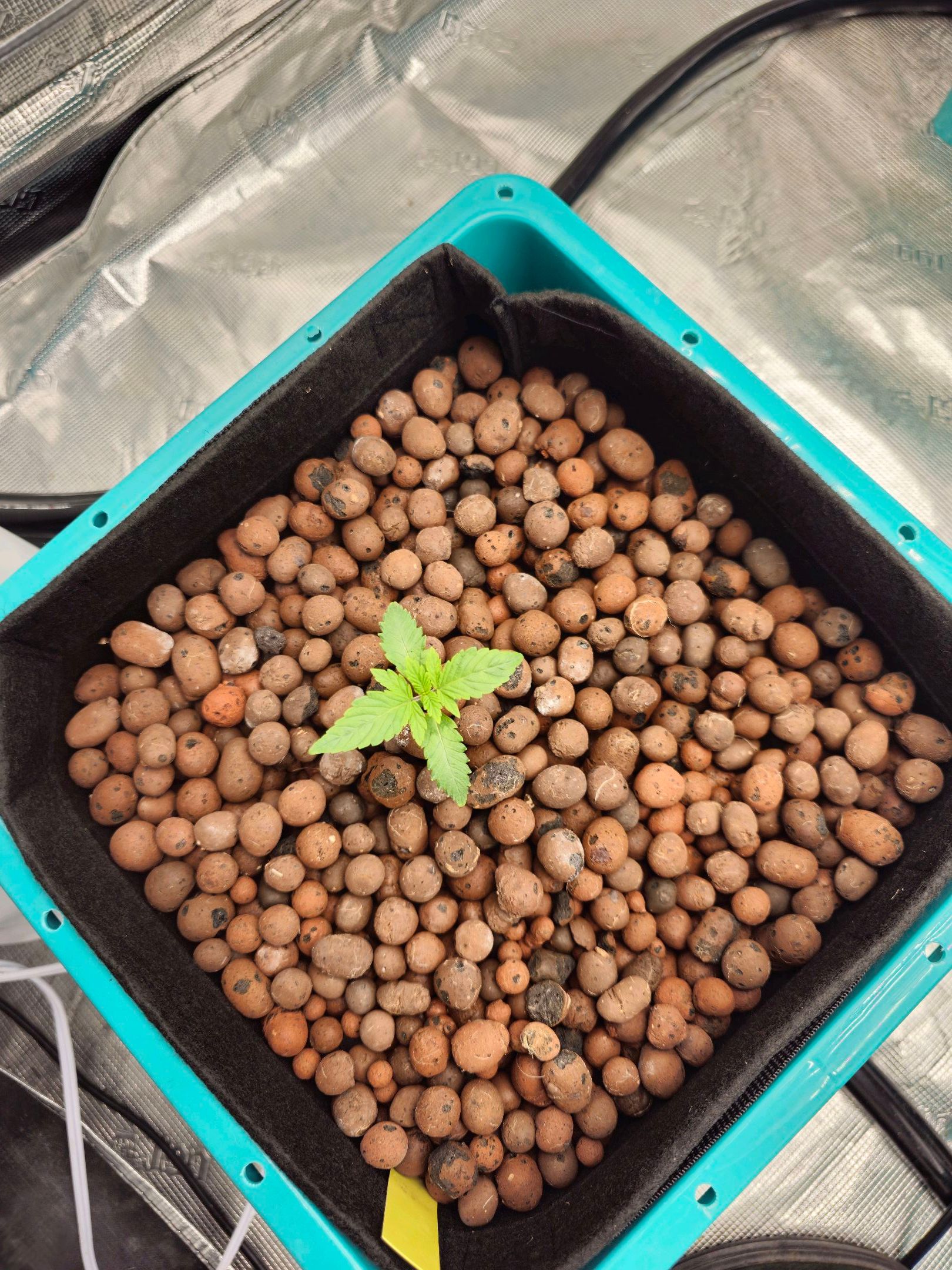 Rainbow candy #1 (LIT) growlog photo 7