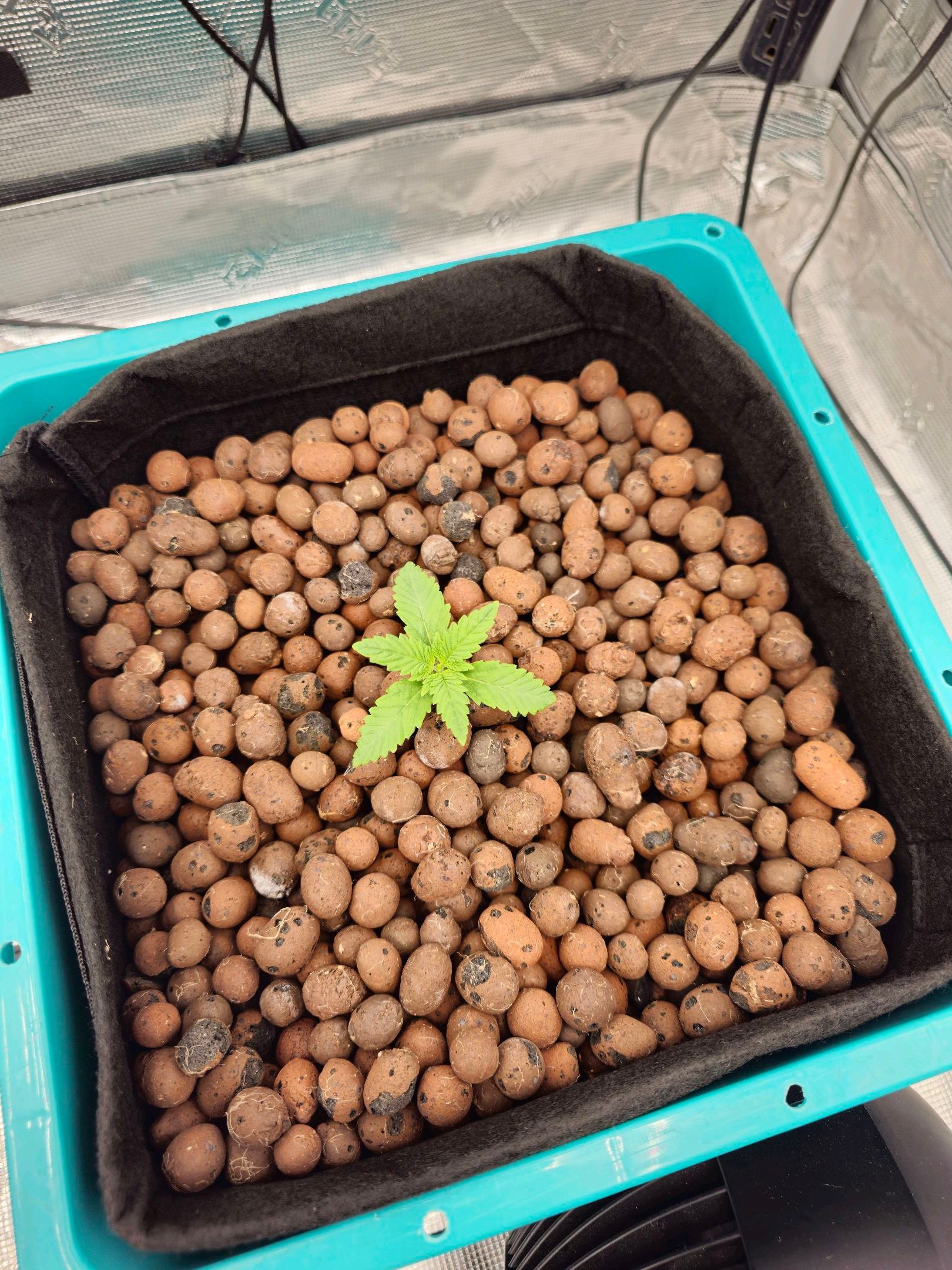 Ricky Bobby #2 (LIT) growlog photo 8