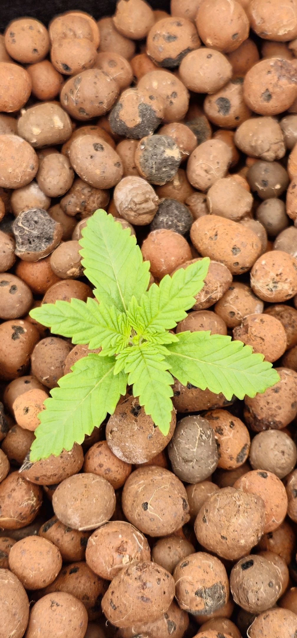 Ricky Bobby #2 (LIT) growlog photo 7