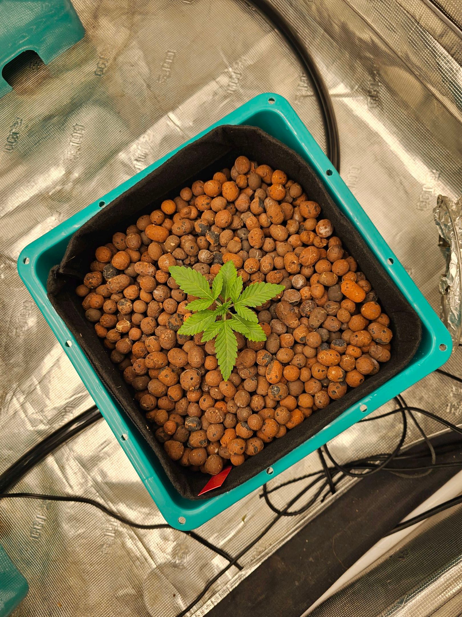 Ricky Bobby #2 (LIT) growlog photo 12
