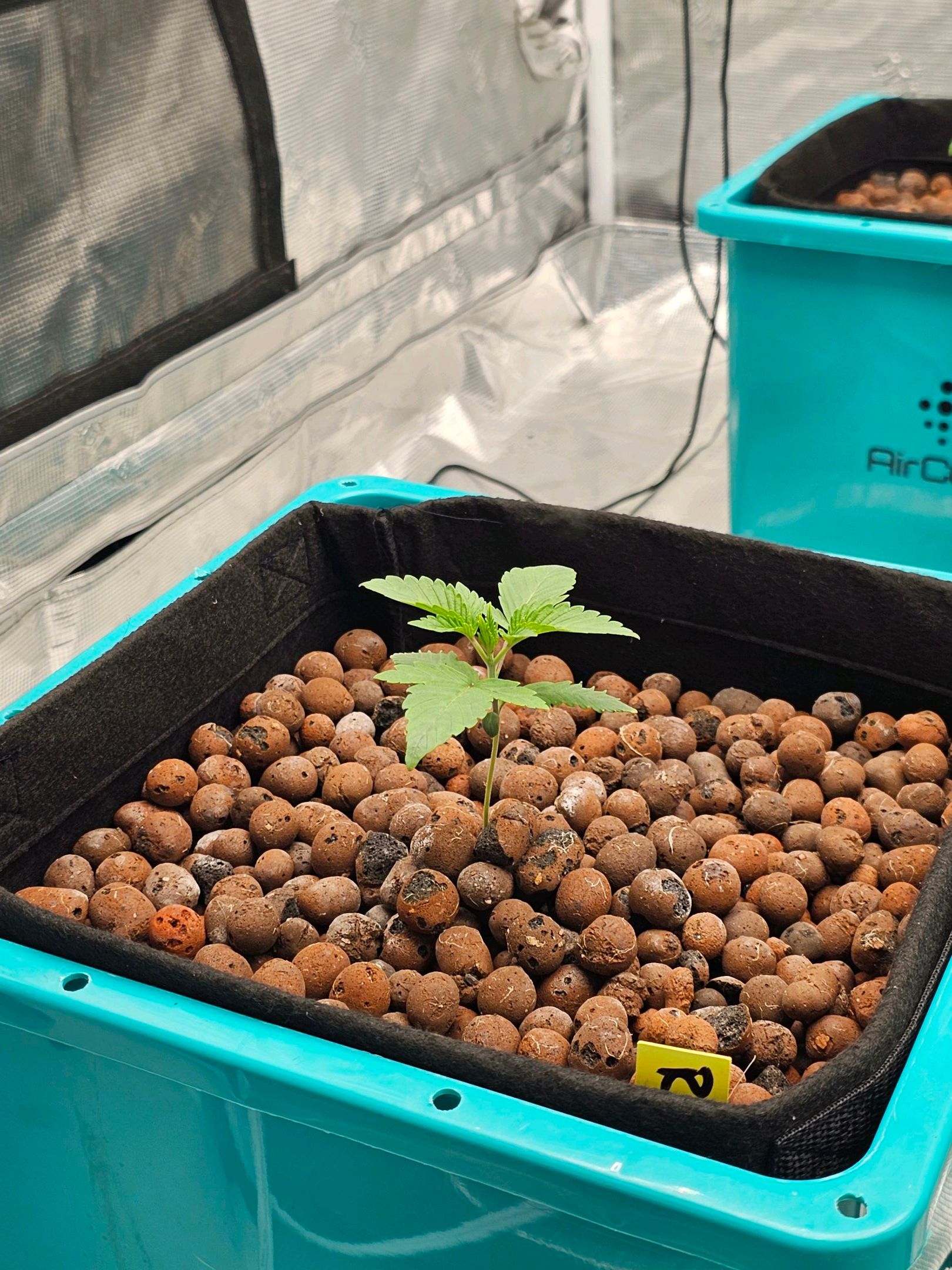 Rainbow candy #1 (LIT) growlog photo 10