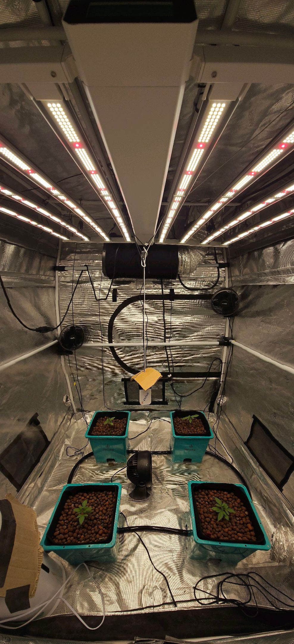 Ricky Bobby #2 (LIT) growlog photo 18