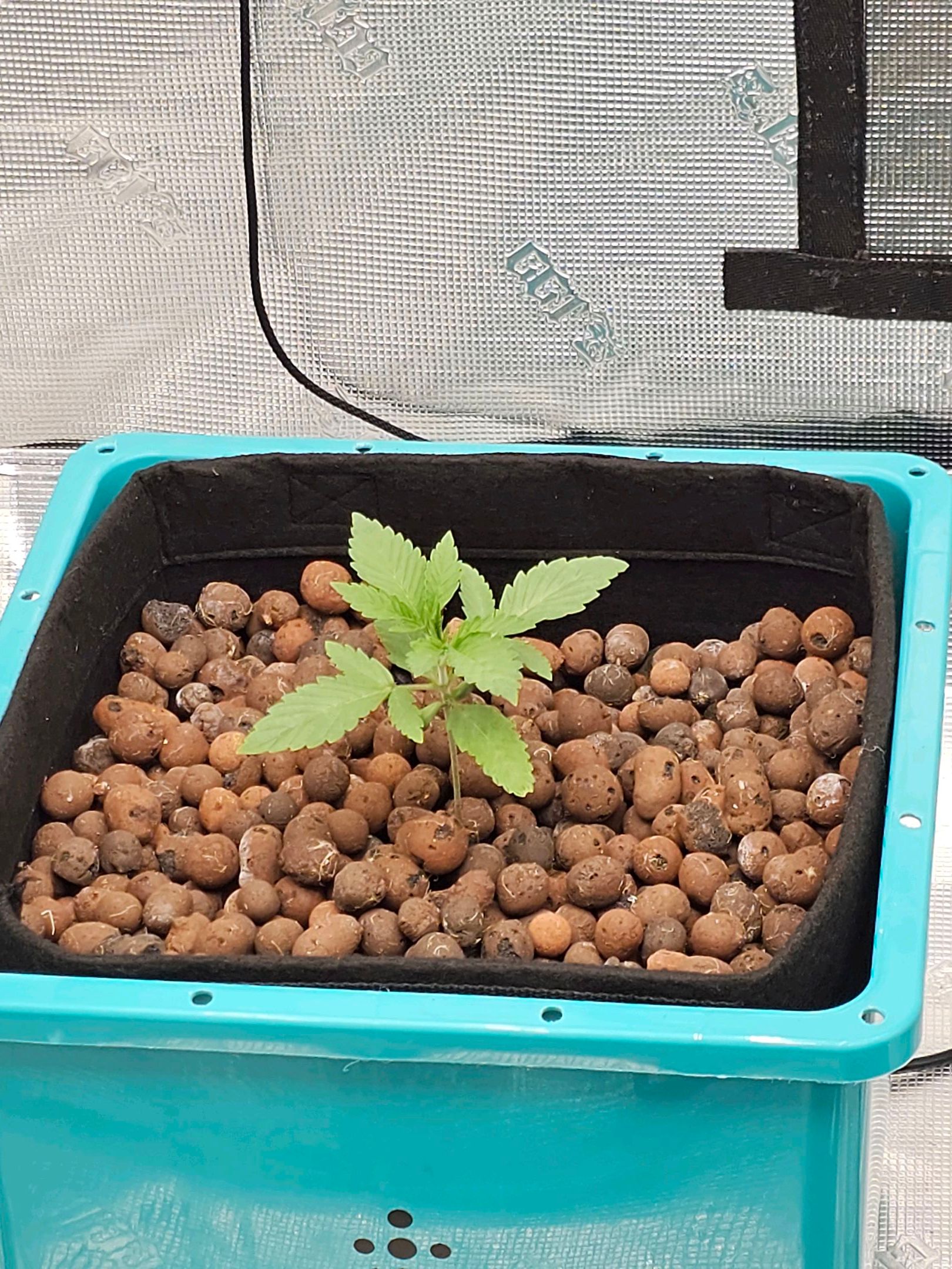 Ricky Bobby #2 (LIT) growlog photo 19