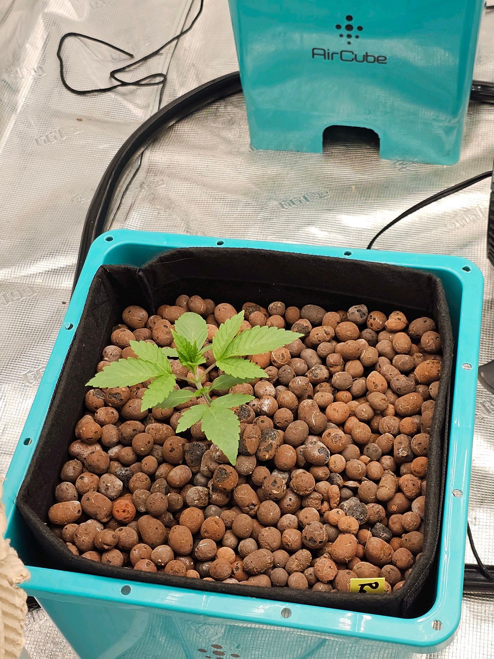 Ricky Bobby #2 (LIT) growlog photo 21