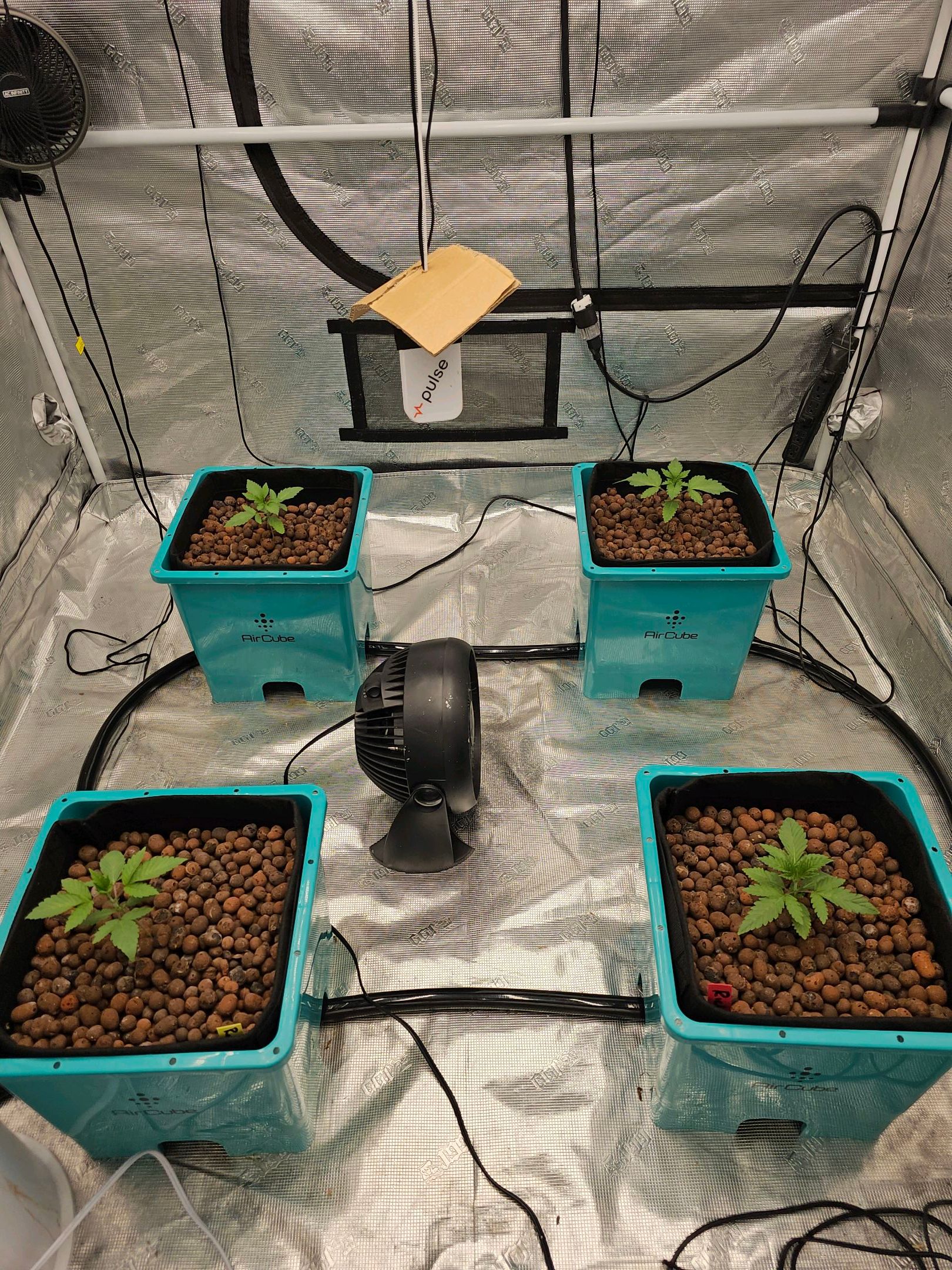 Ricky Bobby #2 (LIT) growlog photo 22