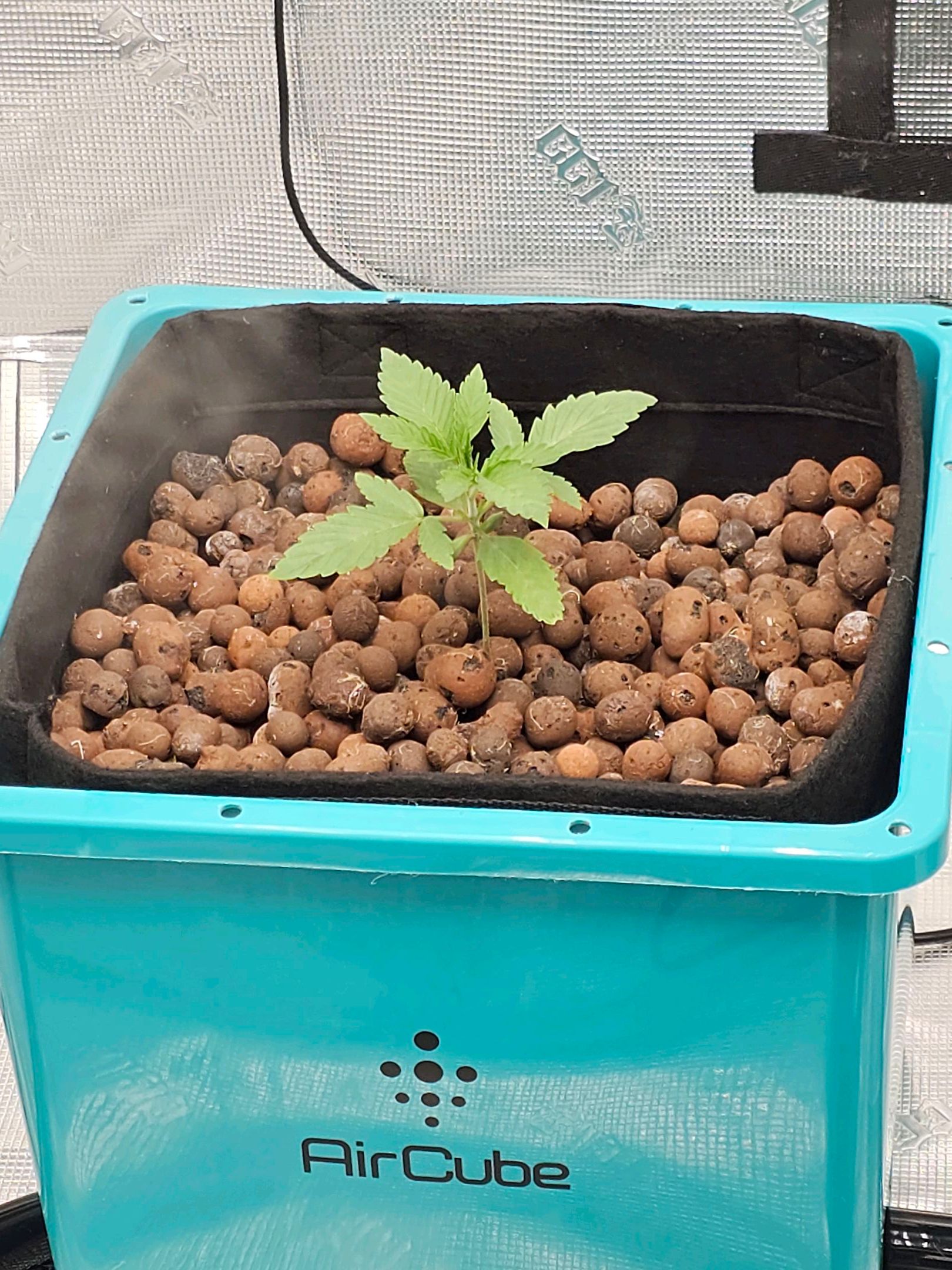 Ricky Bobby #2 (LIT) growlog photo 23