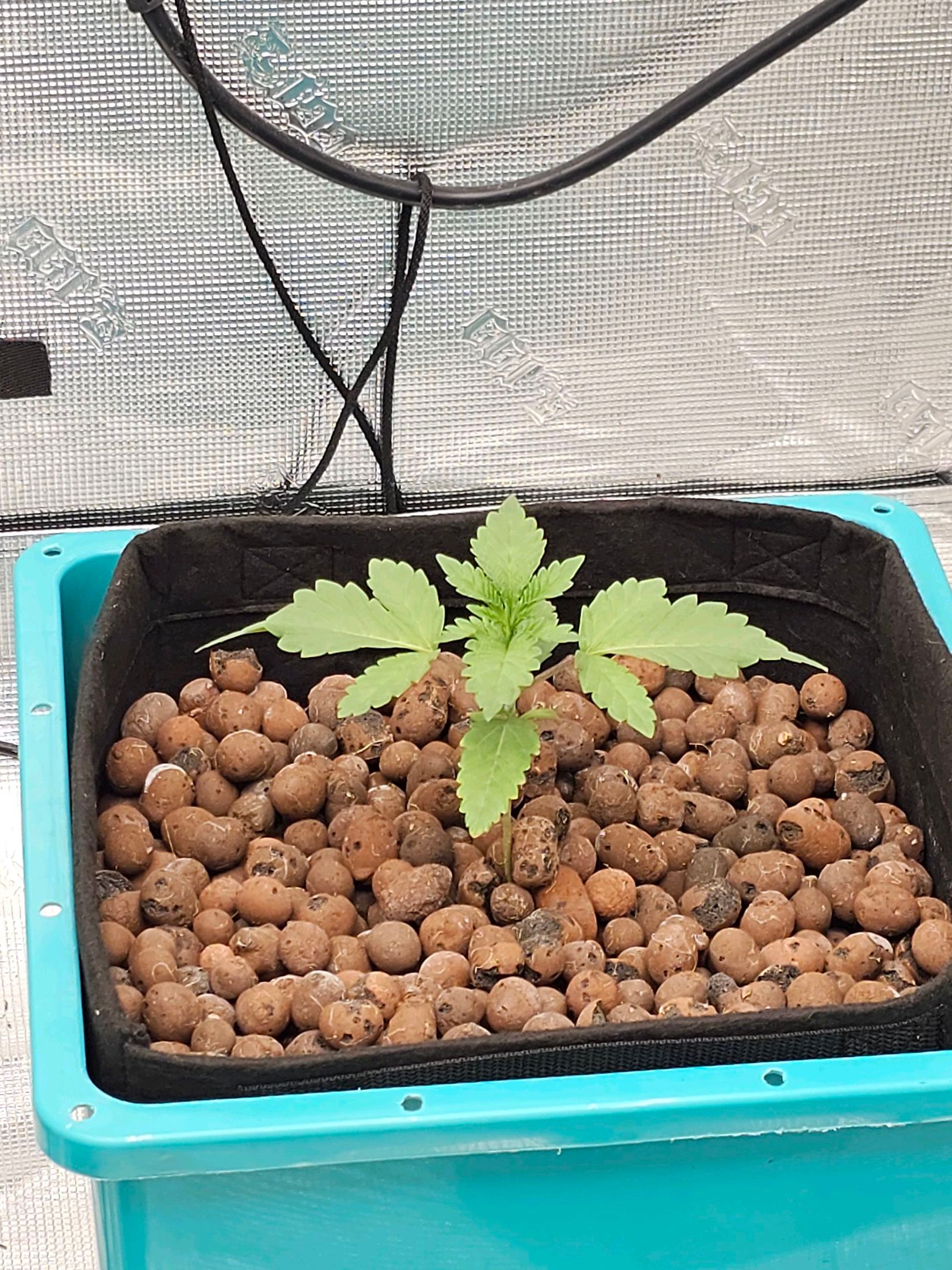 Ricky Bobby #2 (LIT) growlog photo 24