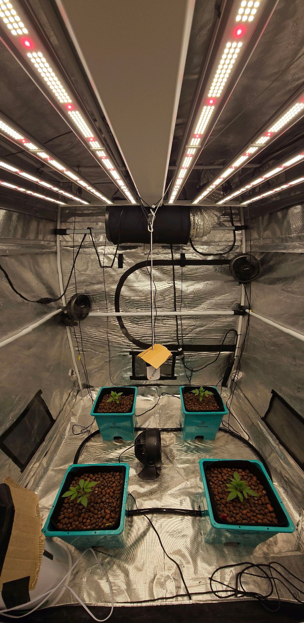 Ricky Bobby #2 (LIT) growlog photo 25