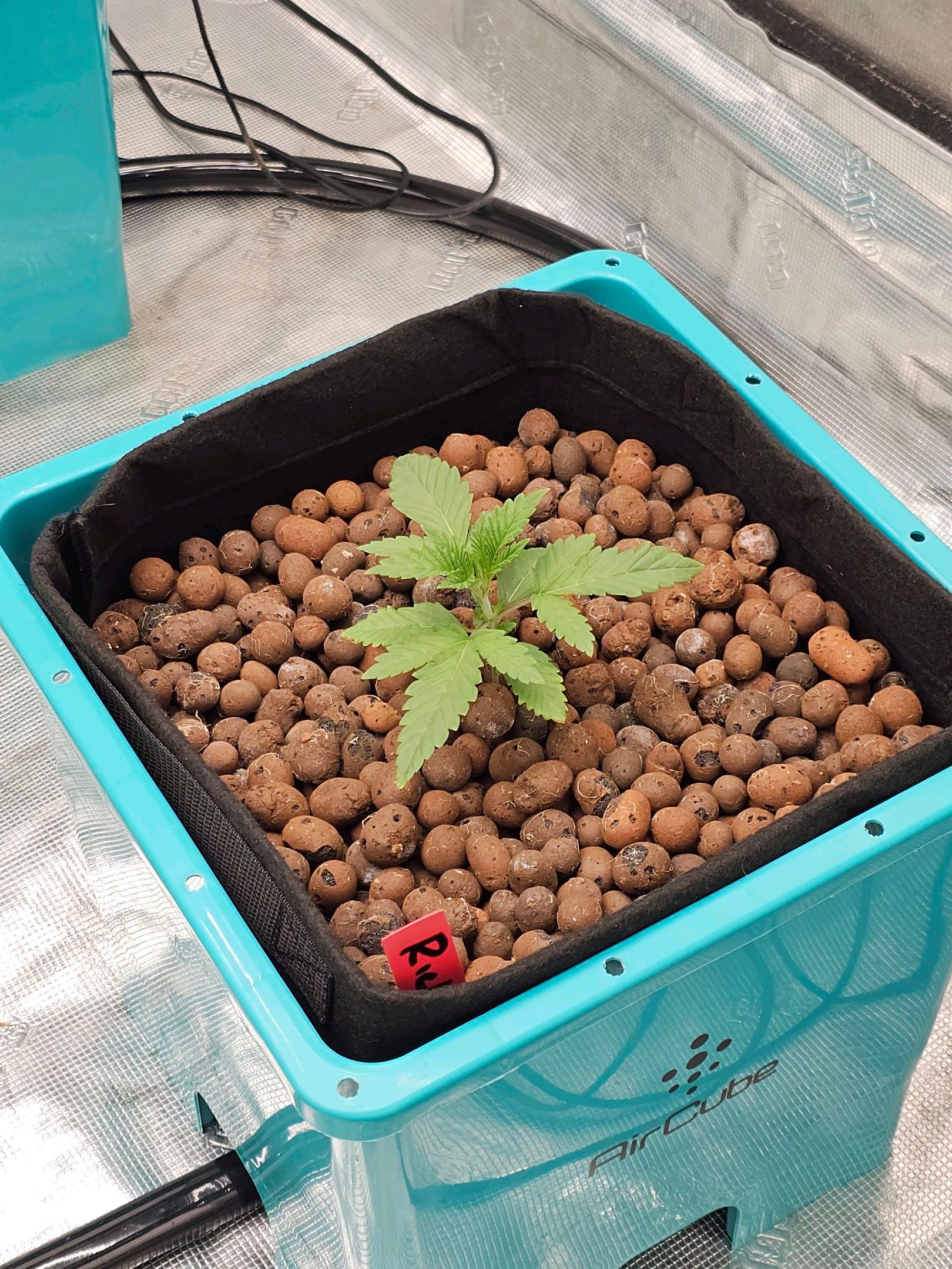 Ricky Bobby #2 (LIT) growlog photo 26