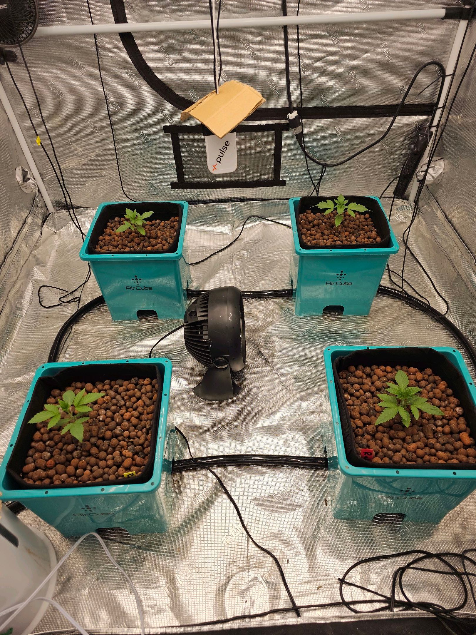 Ricky Bobby #2 (LIT) growlog photo 27