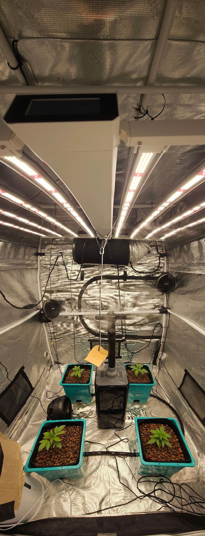 Ricky Bobby #2 (LIT) growlog photo 28