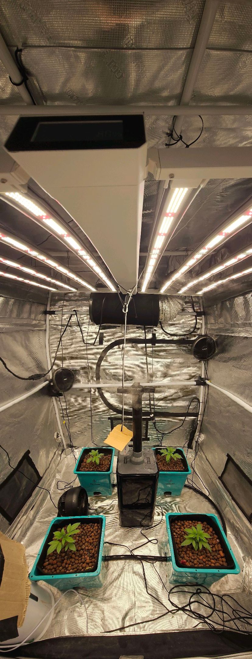 Rainbow candy #1 (LIT) growlog photo 29