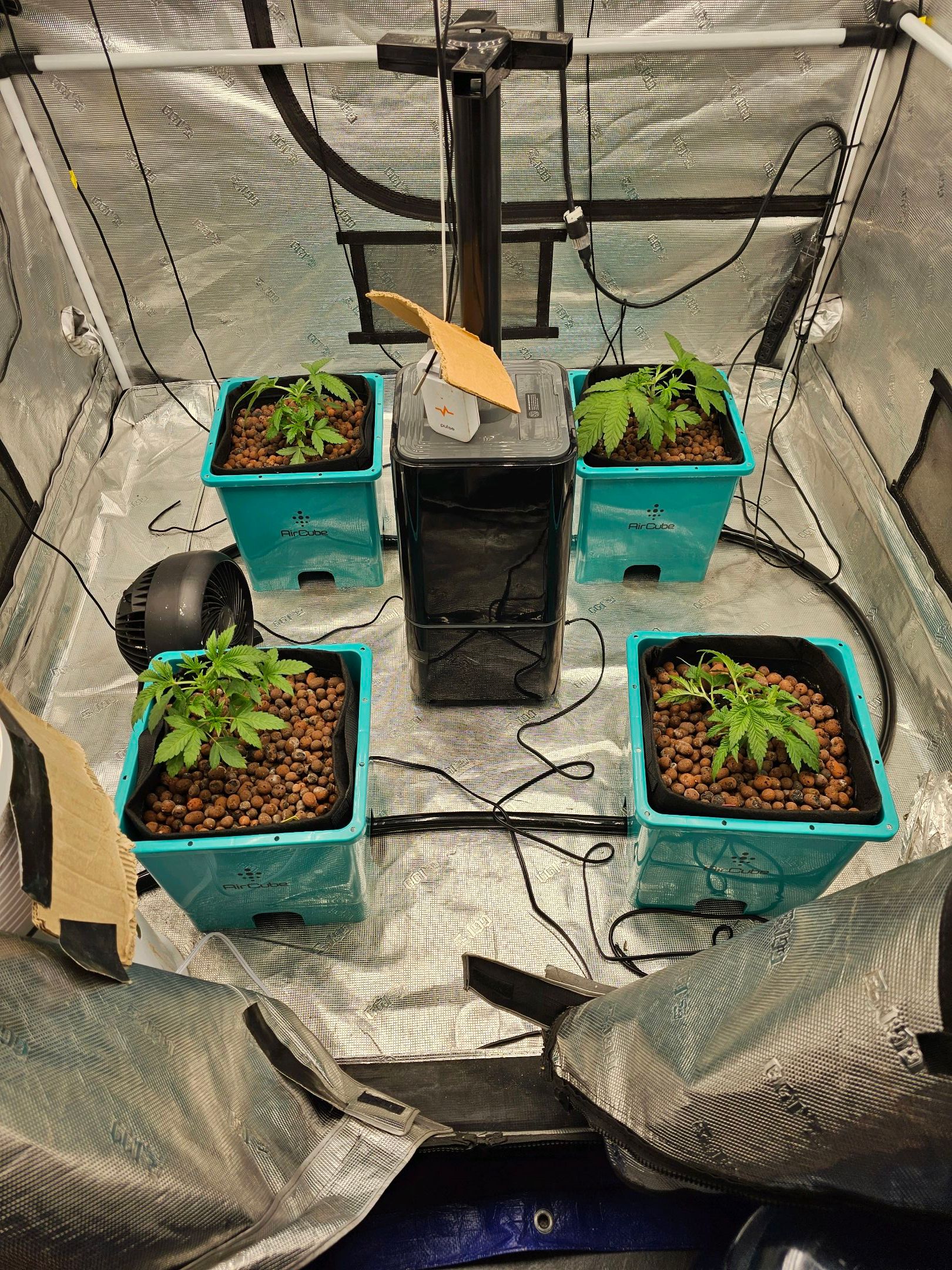 Ricky Bobby #2 (LIT) growlog photo 34