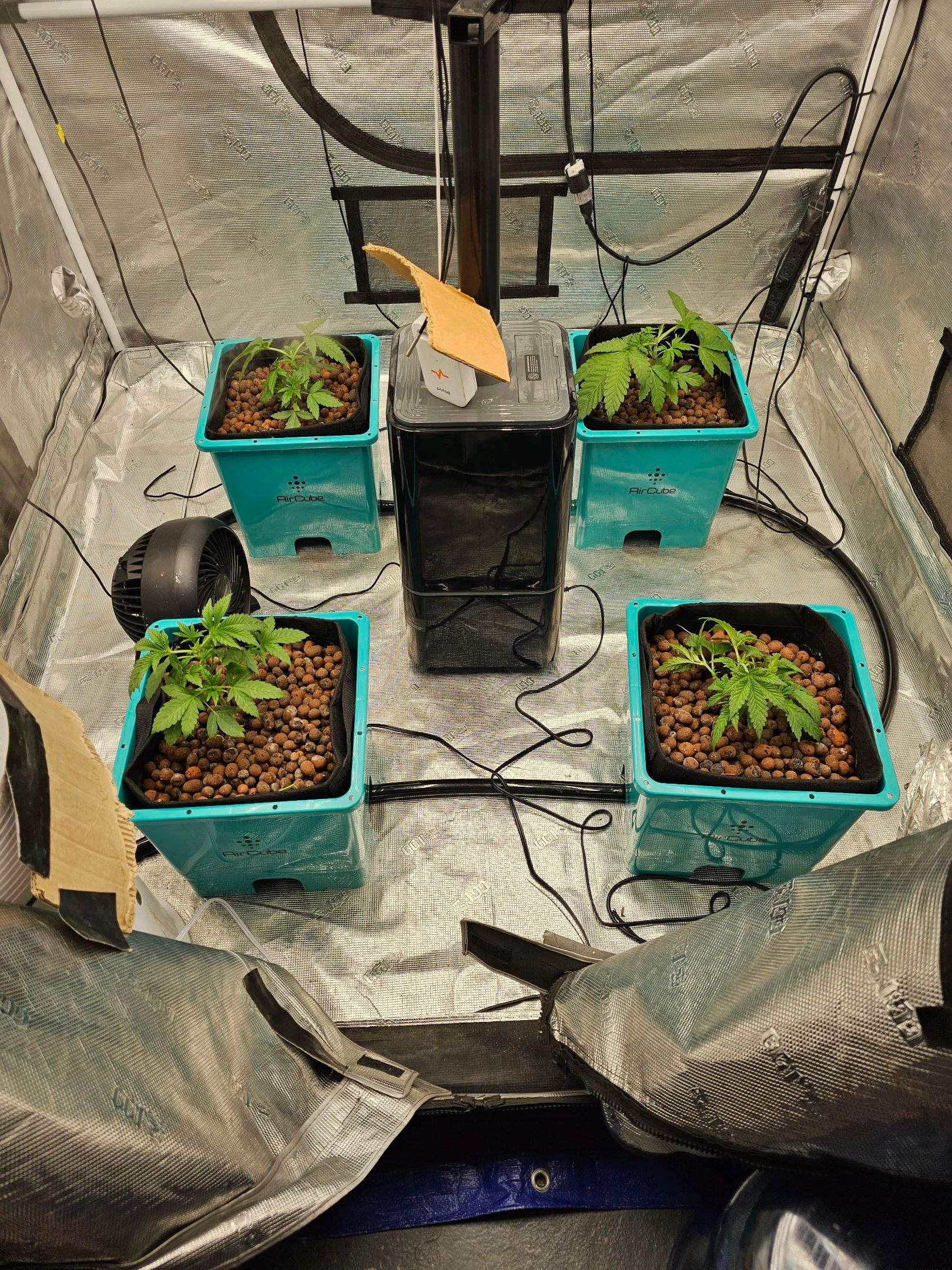 Ricky Bobby #2 (LIT) growlog photo 35