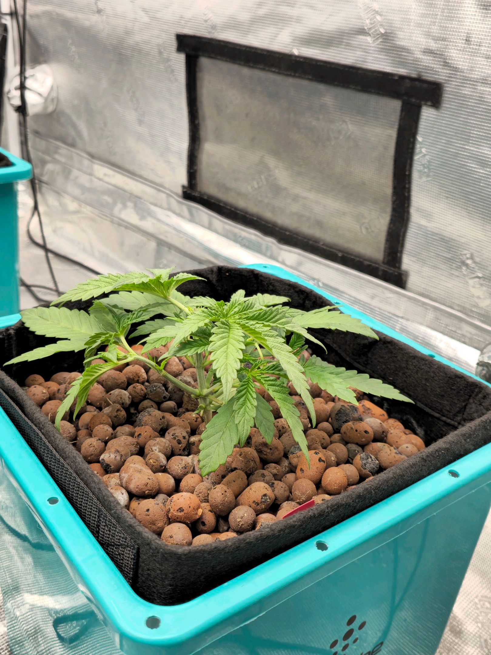 Rainbow candy #1 (LIT) growlog photo 42