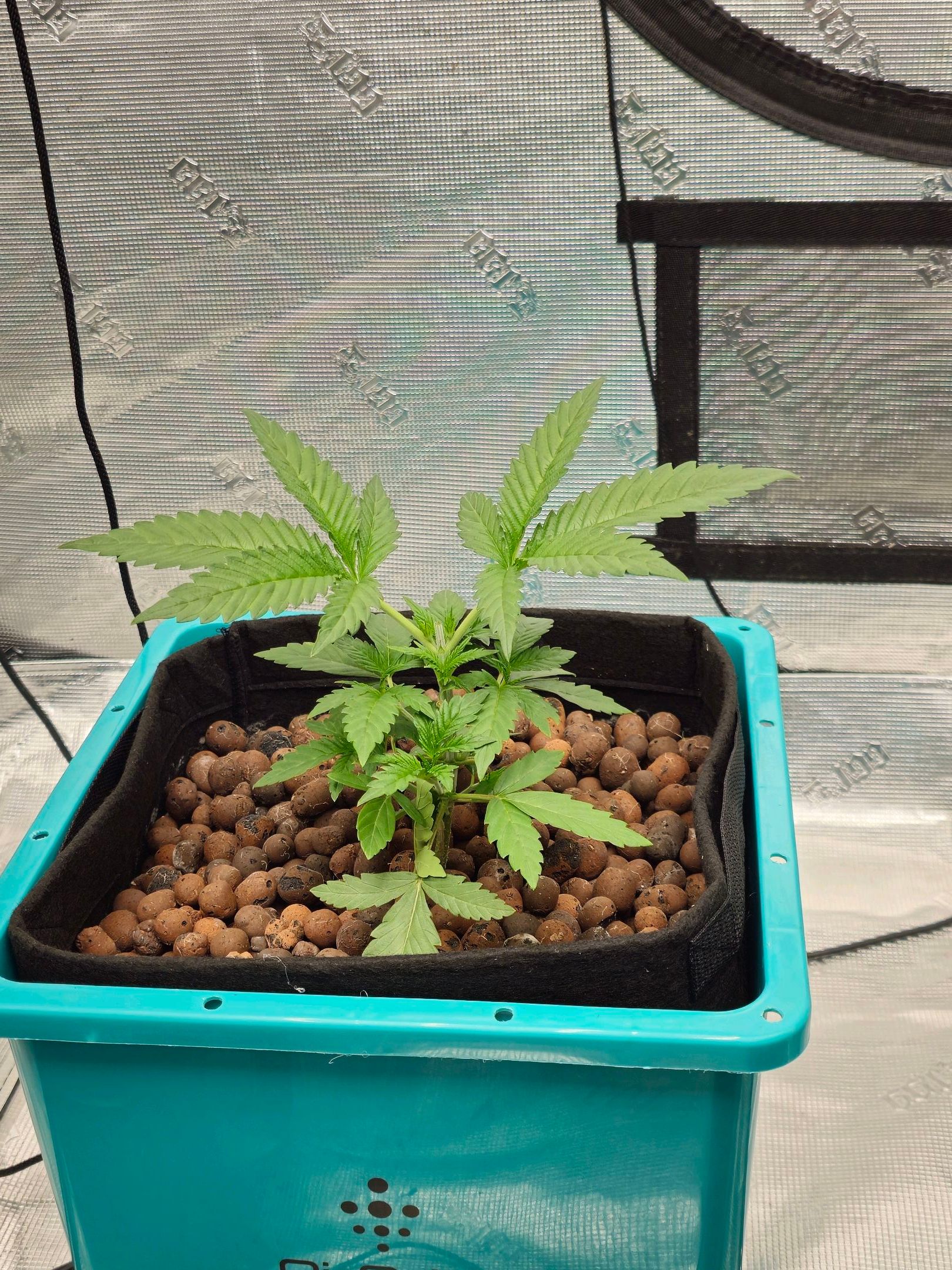 Rainbow candy #1 (LIT) growlog photo 37