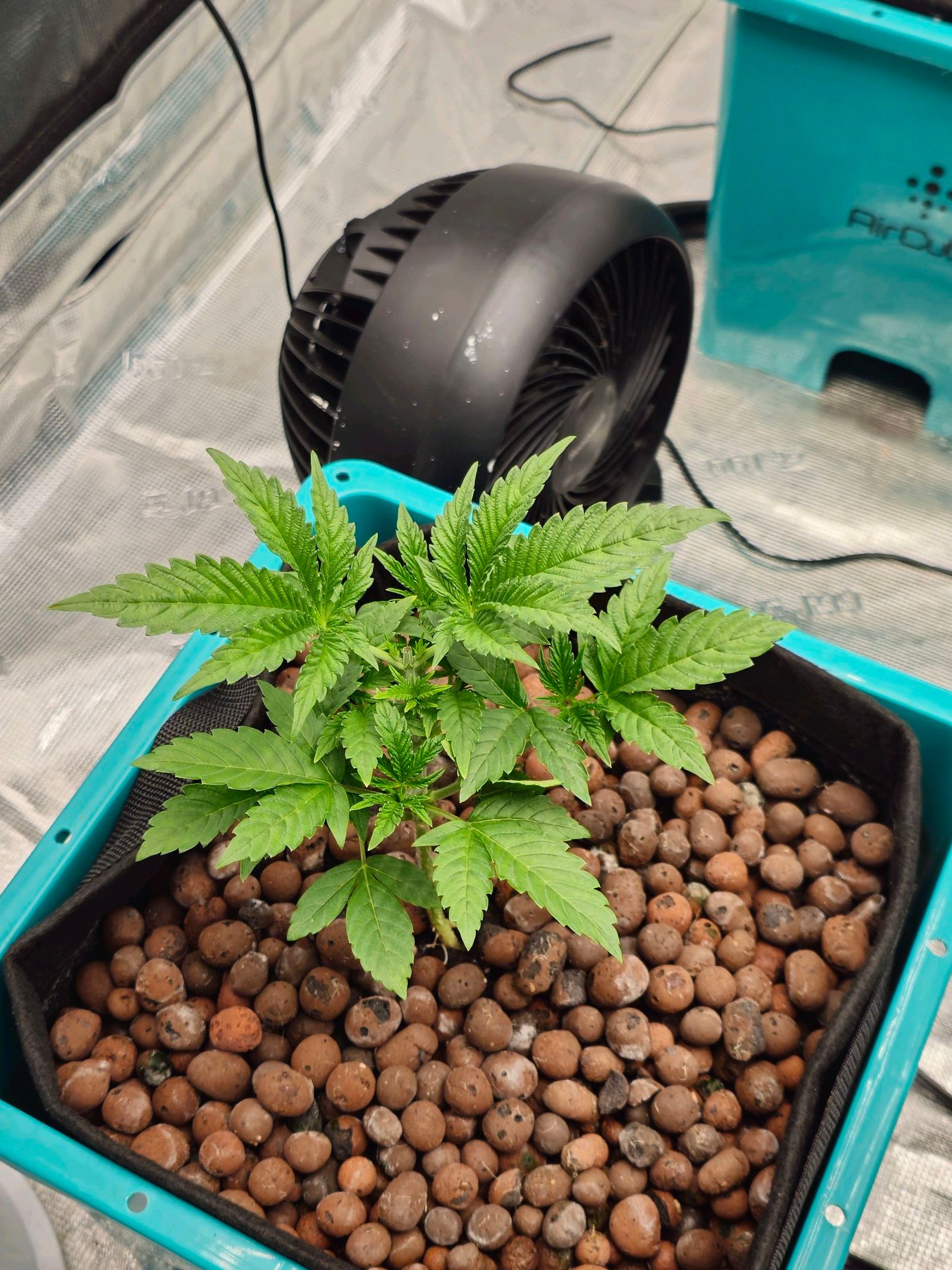 Rainbow candy #1 (LIT) growlog photo 33