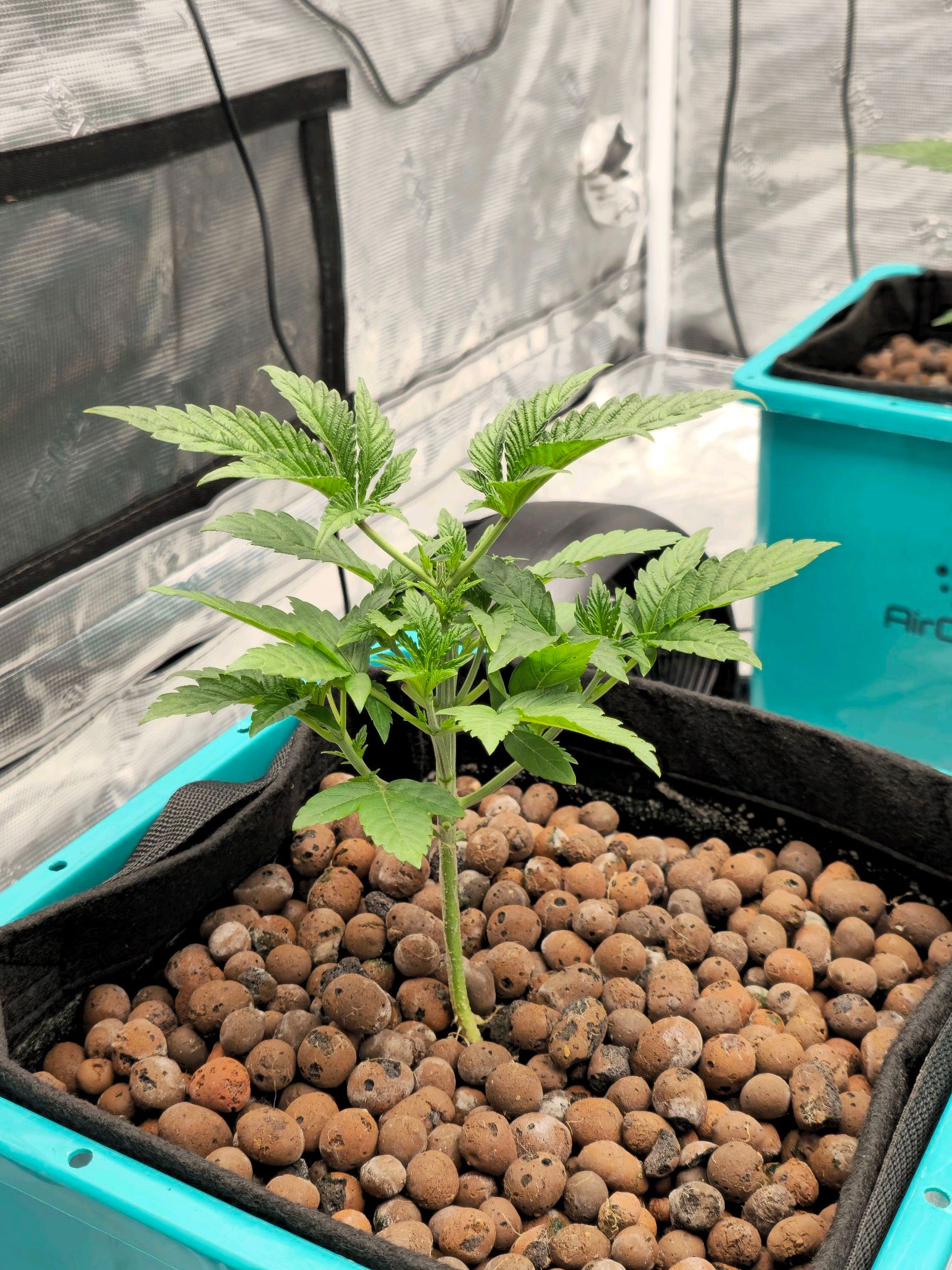 Rainbow candy #1 (LIT) growlog photo 38