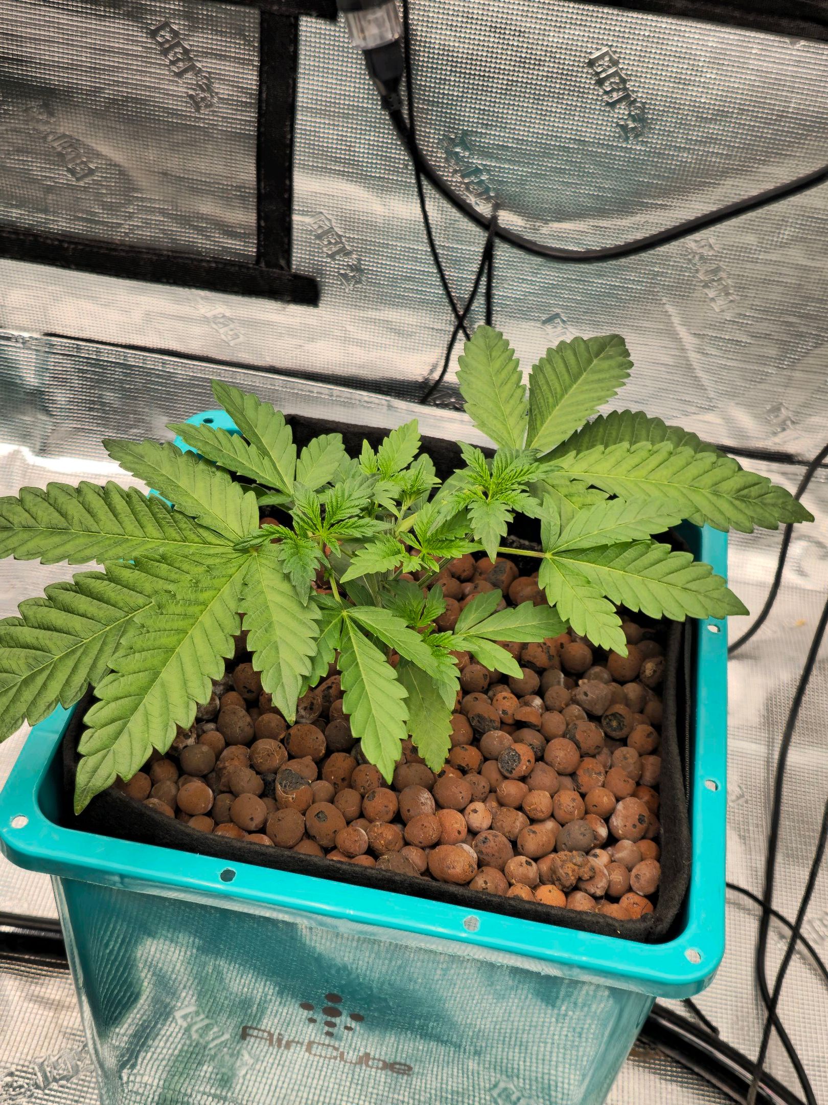 Ricky Bobby #2 (LIT) growlog photo 31