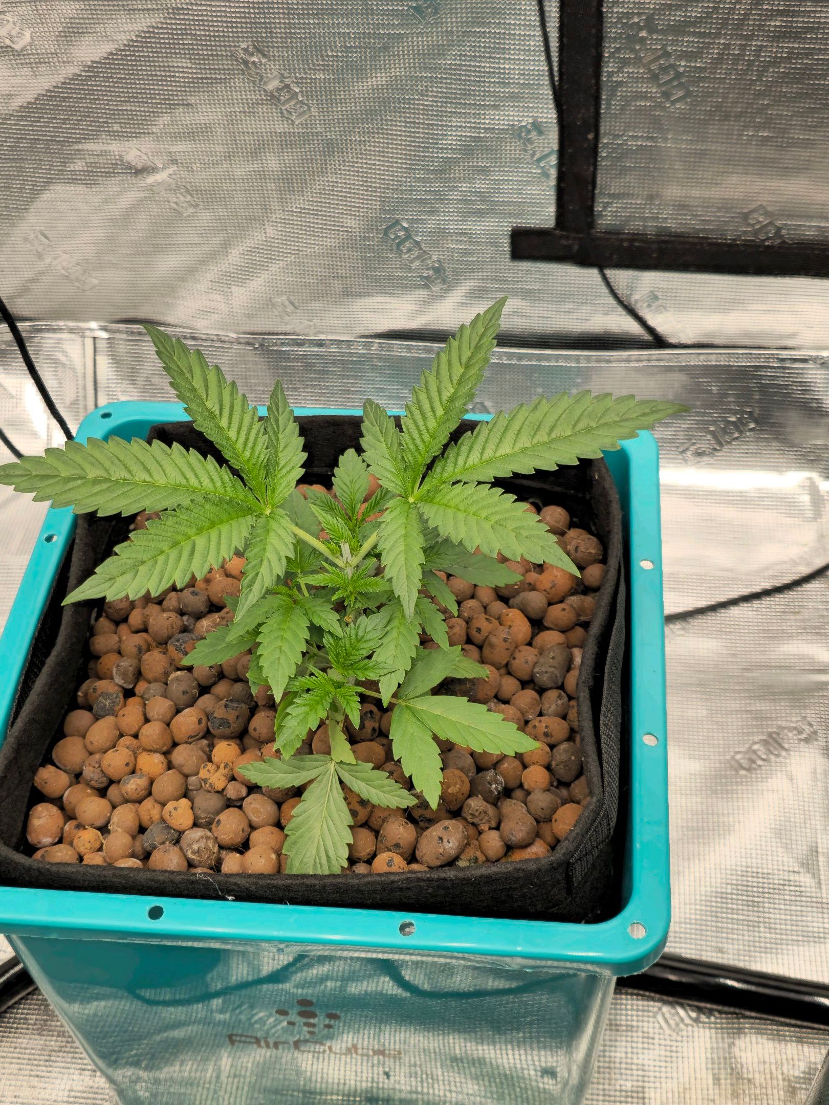Ricky Bobby #2 (LIT) growlog photo 33