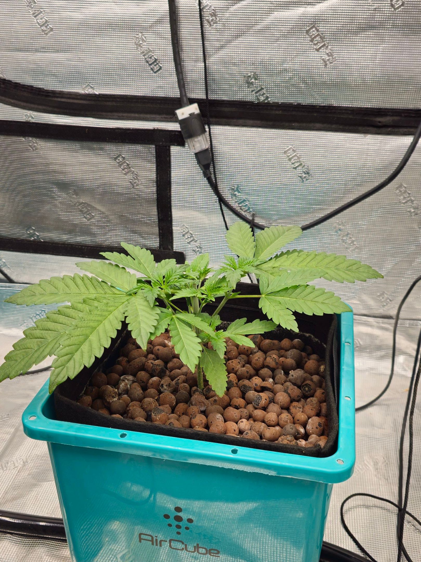 Ricky Bobby #2 (LIT) growlog photo 37