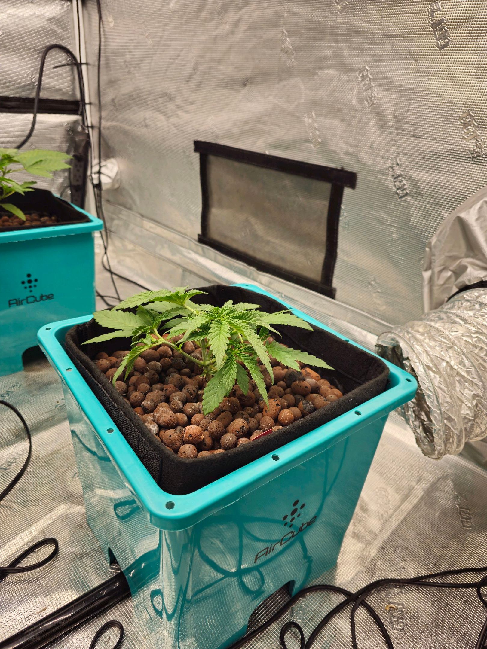 Ricky Bobby #2 (LIT) growlog photo 38