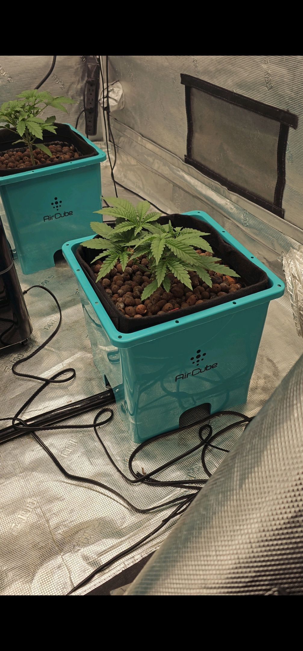 Ricky Bobby #2 (LIT) growlog photo 44