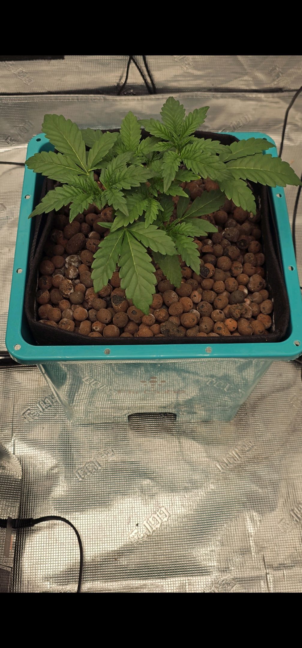 Ricky Bobby #2 (LIT) growlog photo 45