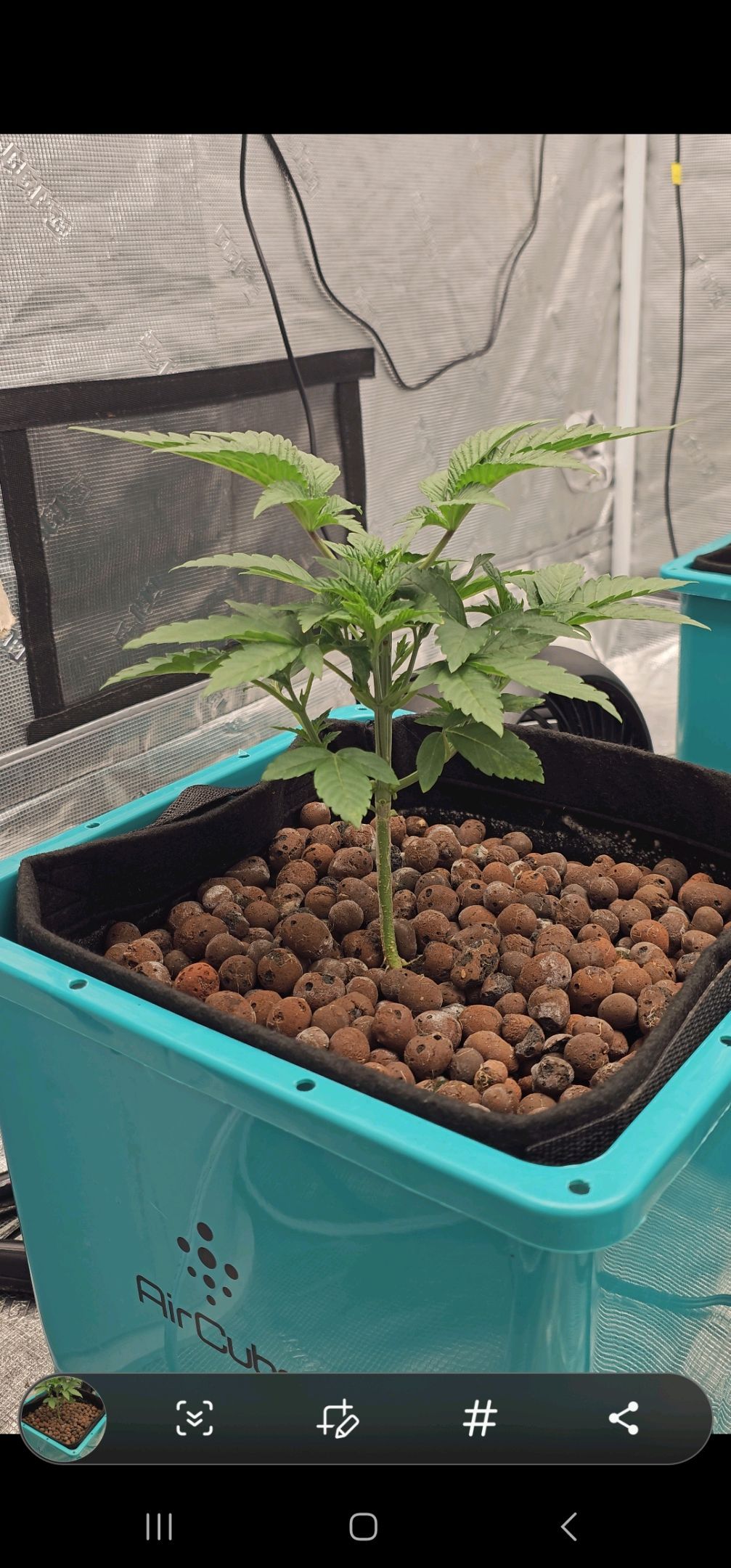 Ricky Bobby #2 (LIT) growlog photo 46