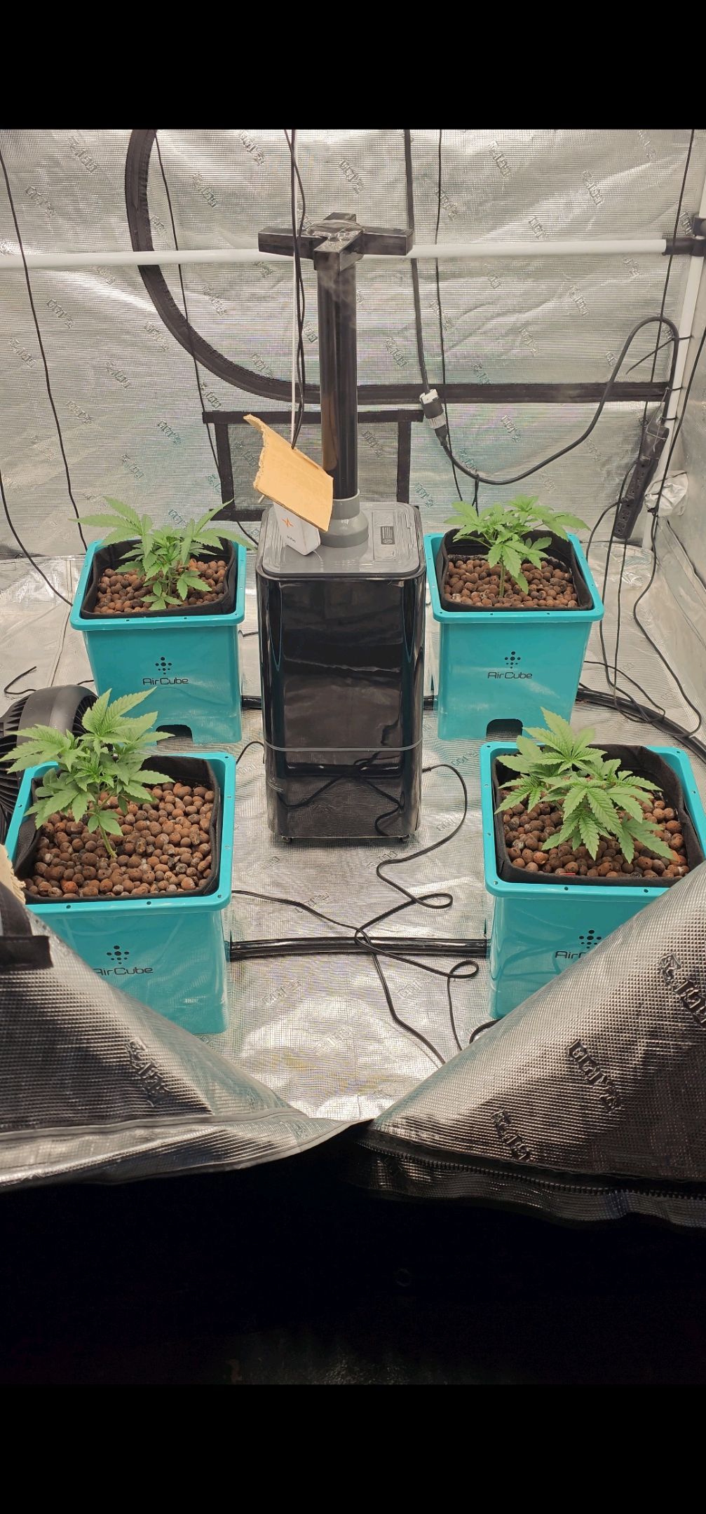 Ricky Bobby #2 (LIT) growlog photo 47