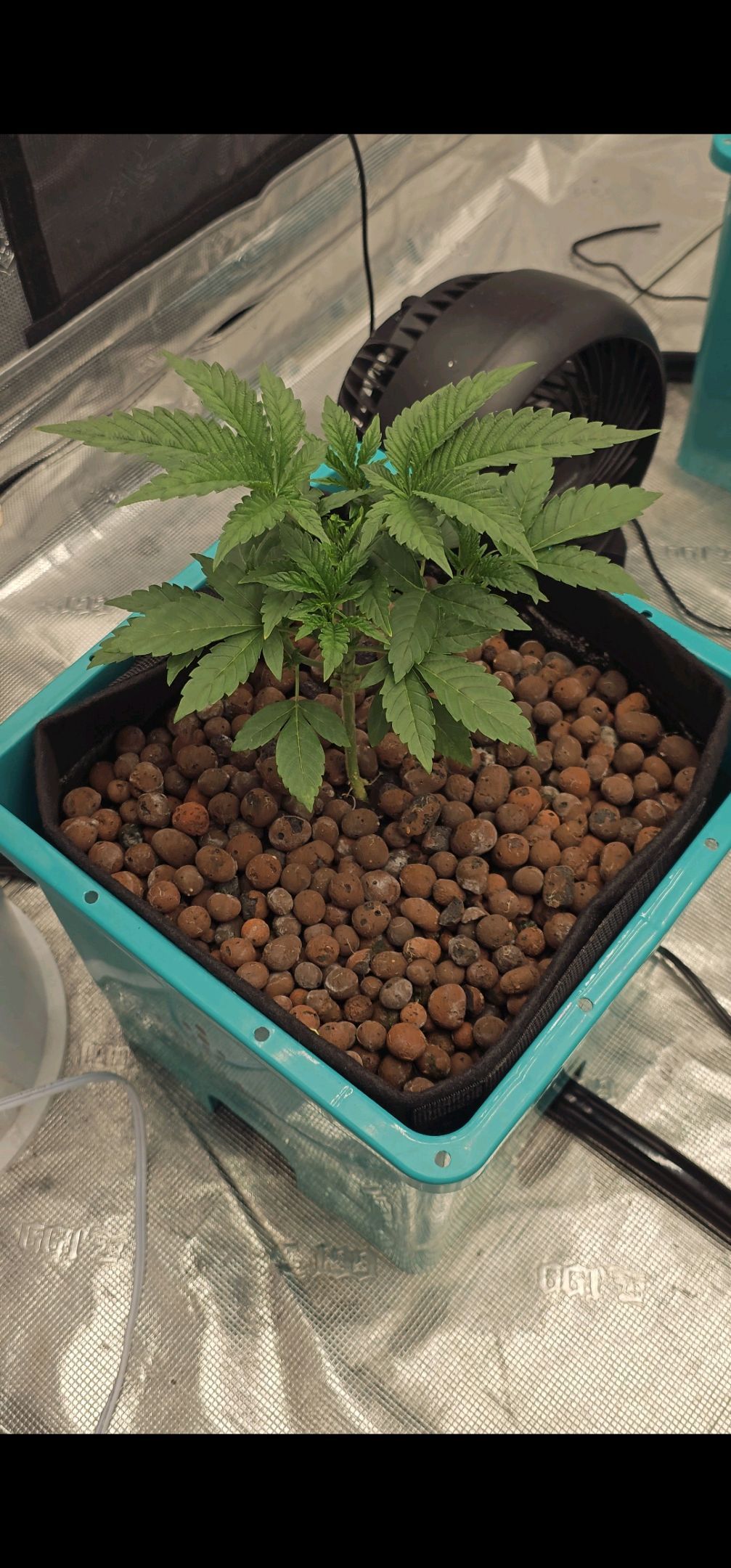 Ricky Bobby #2 (LIT) growlog photo 49