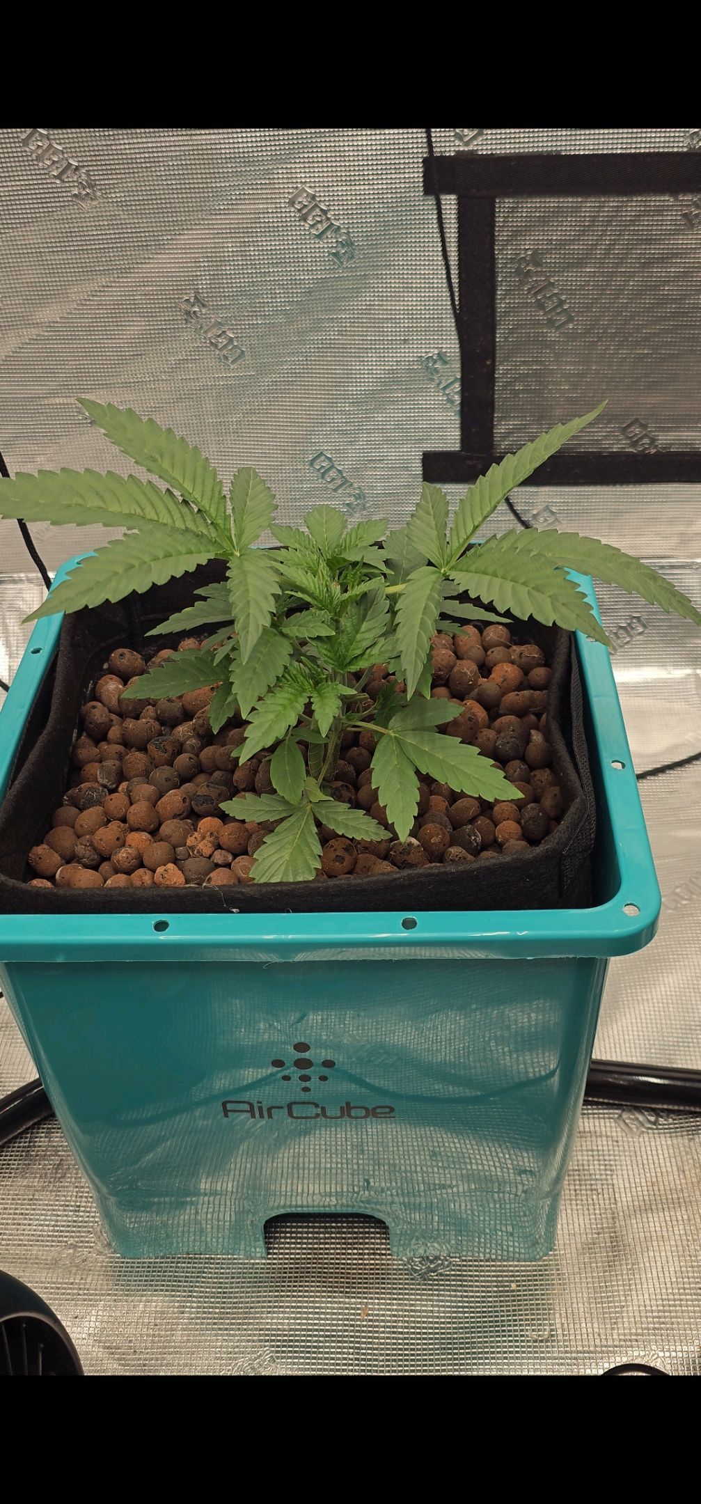 Ricky Bobby #2 (LIT) growlog photo 48
