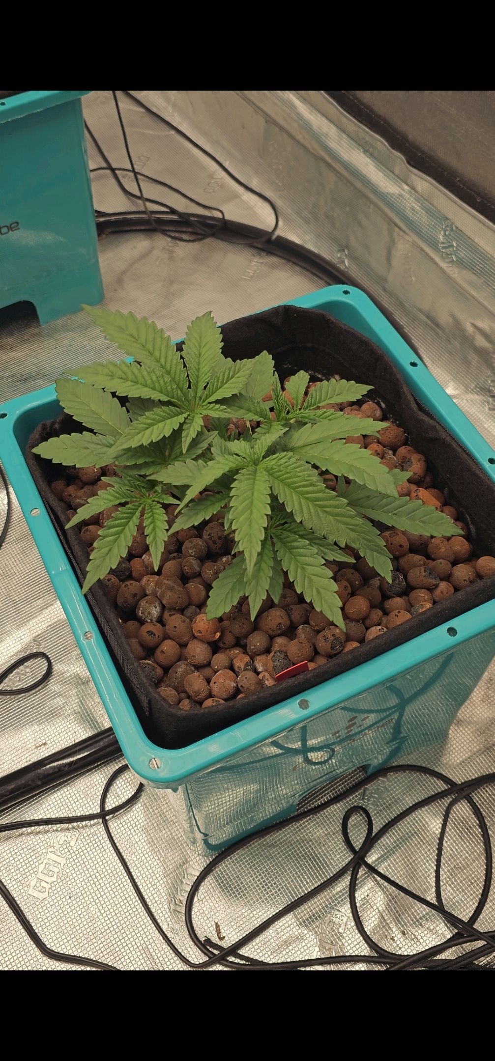 Ricky Bobby #2 (LIT) growlog photo 50