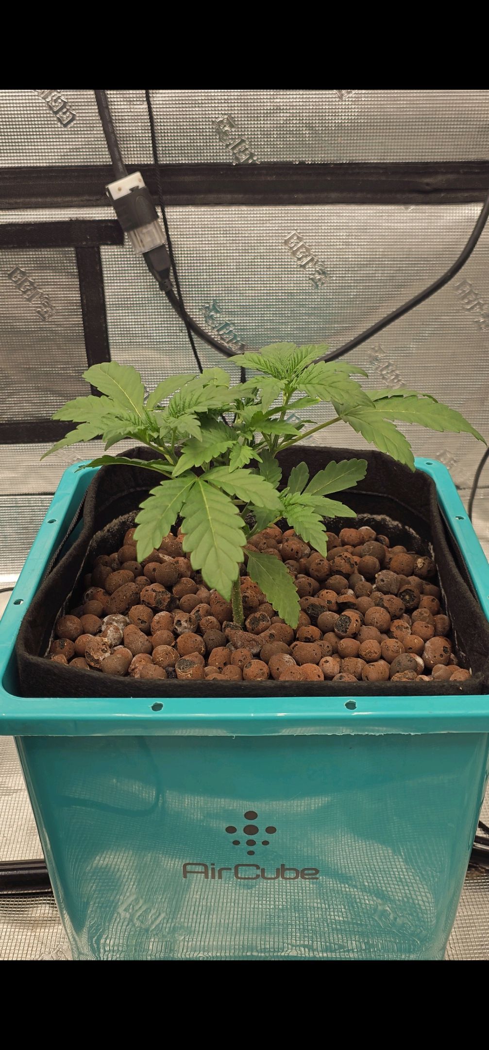 Ricky Bobby #2 (LIT) growlog photo 51