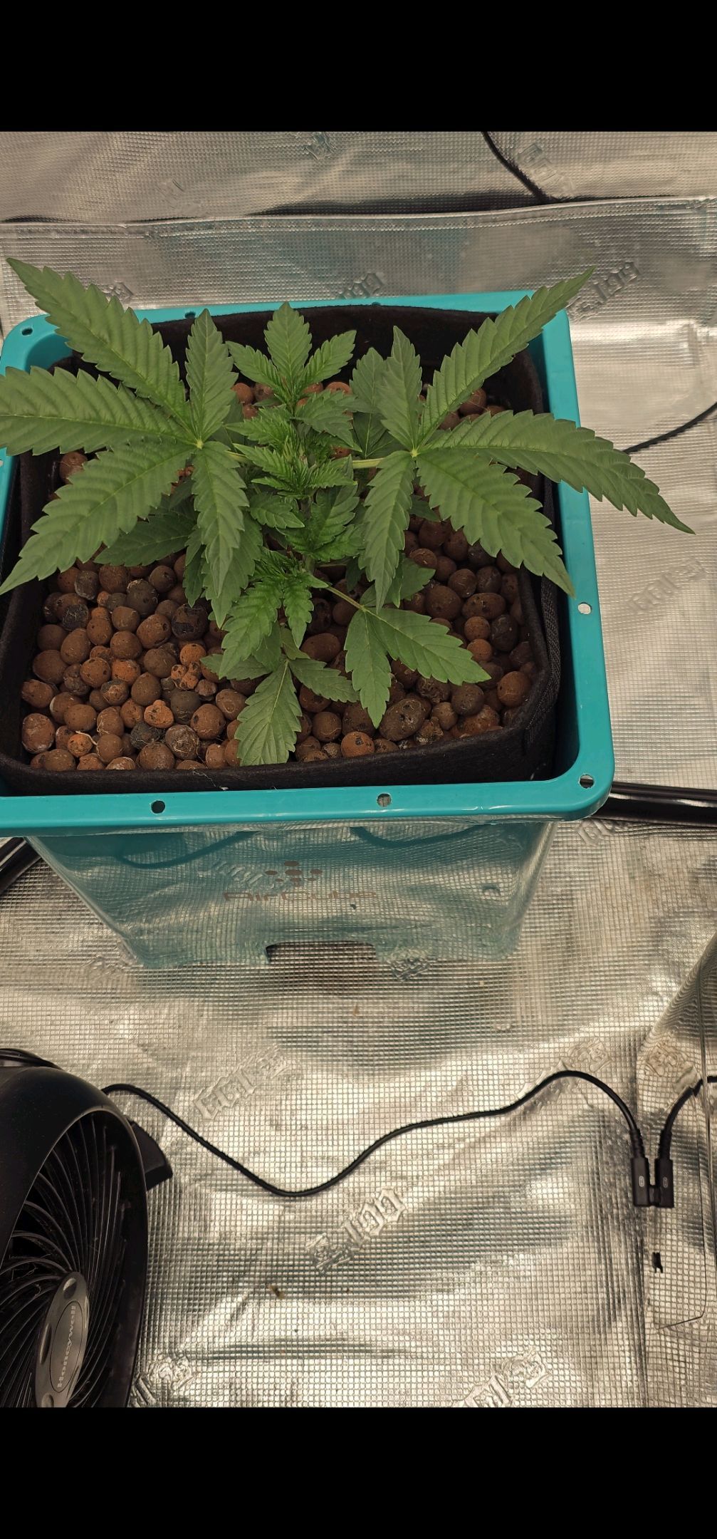 Ricky Bobby #2 (LIT) growlog photo 52