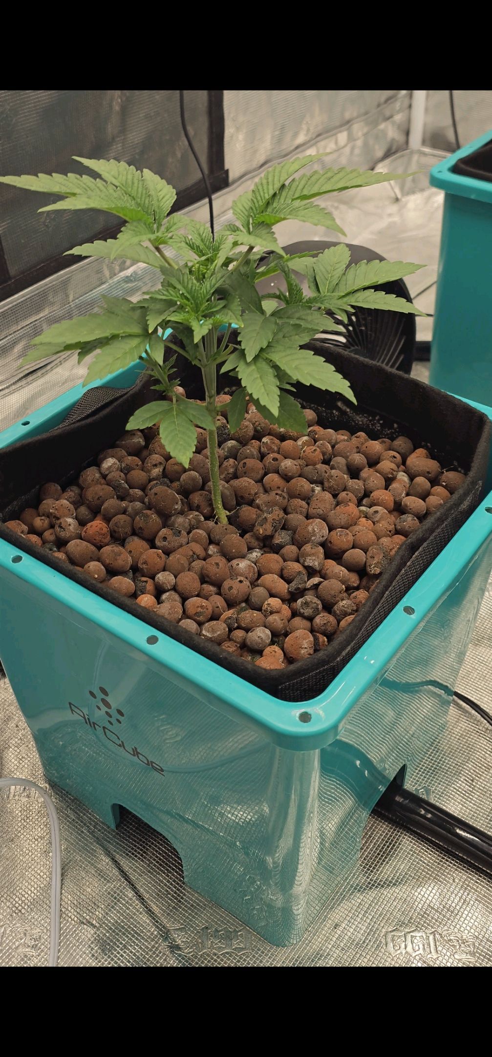 Ricky Bobby #2 (LIT) growlog photo 53