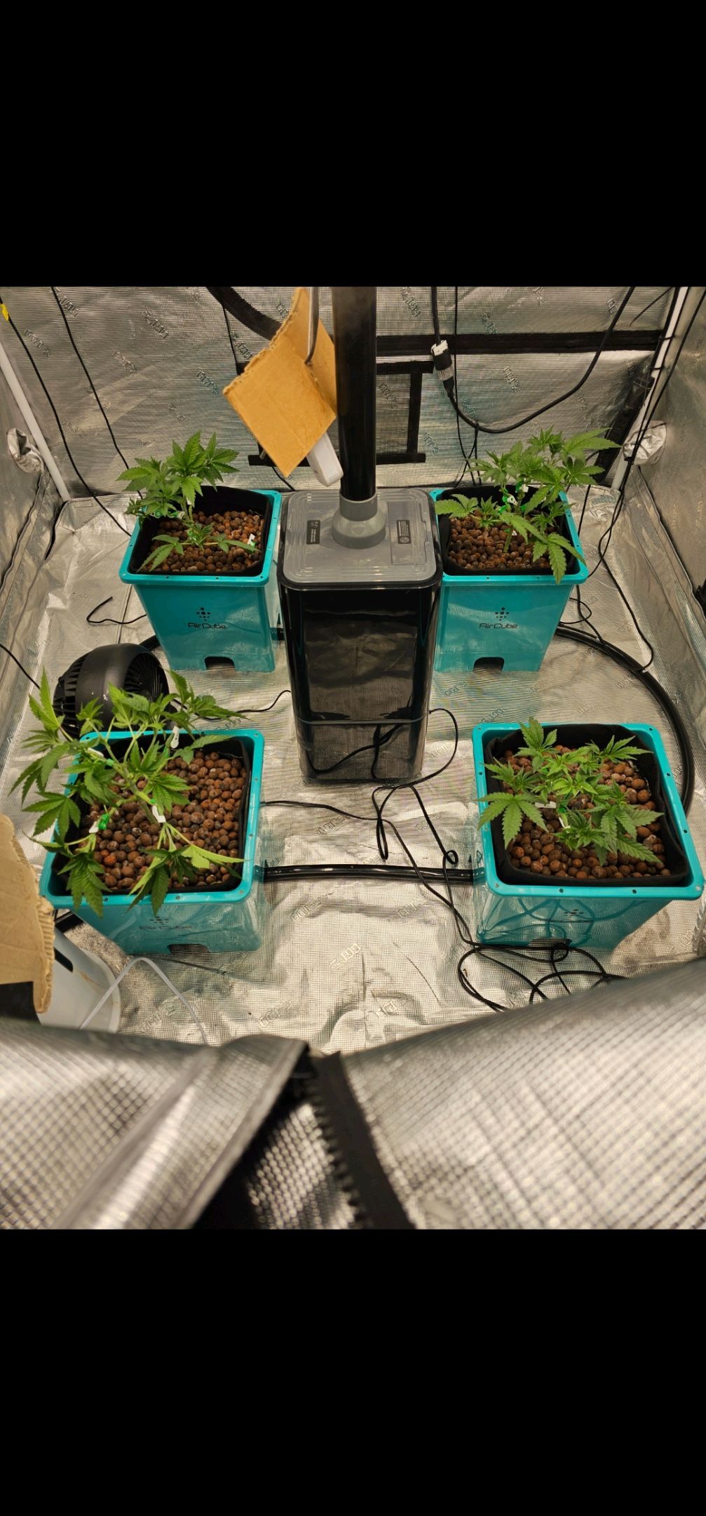 Ricky Bobby #2 (LIT) growlog photo 55