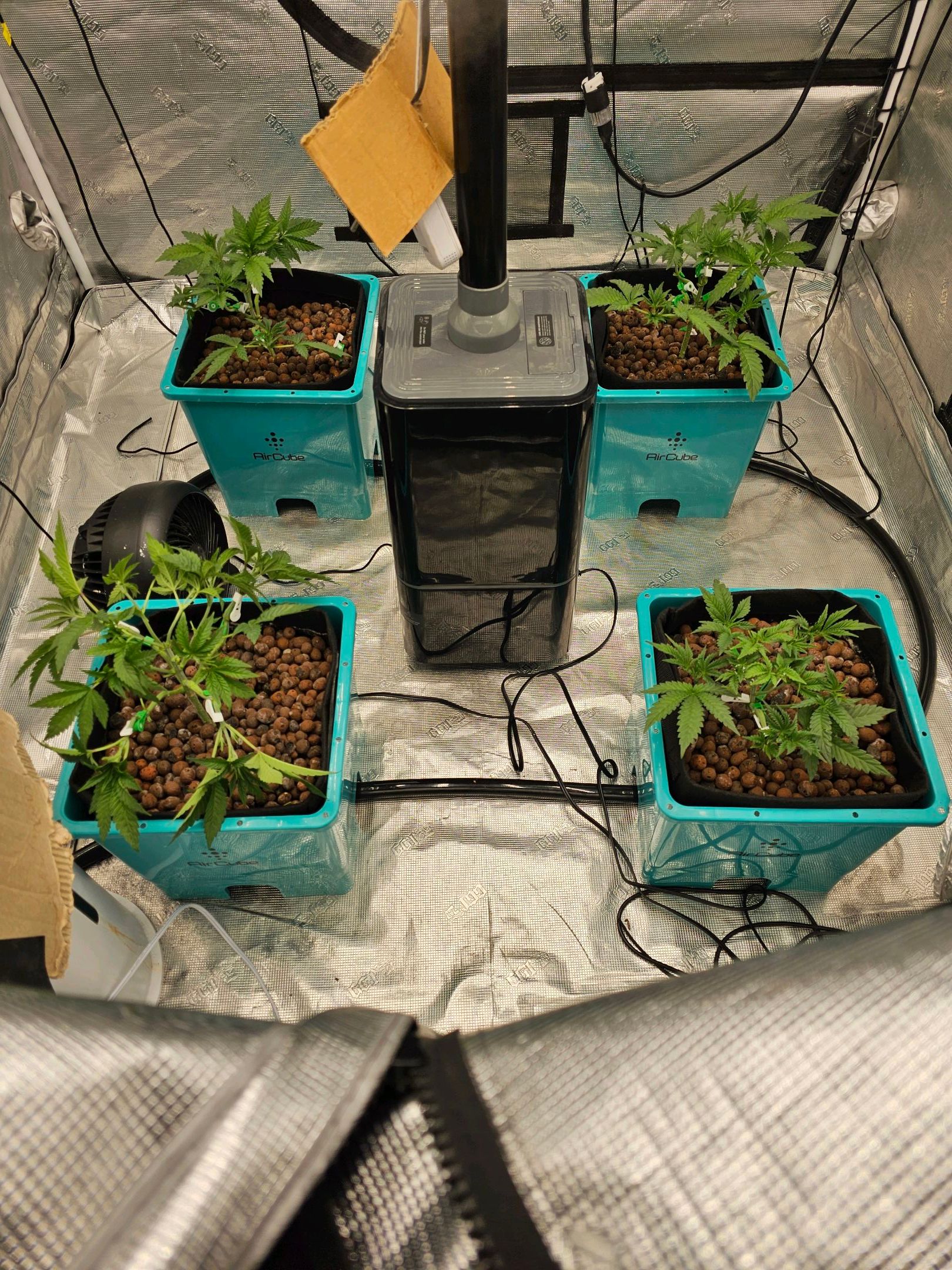 Ricky Bobby #2 (LIT) growlog photo 54