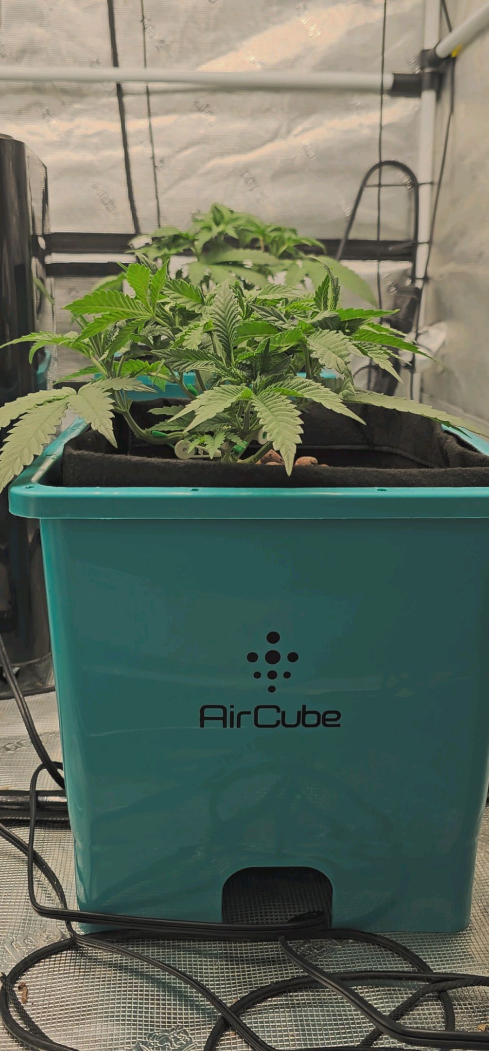 Ricky Bobby #2 (LIT) growlog photo 74